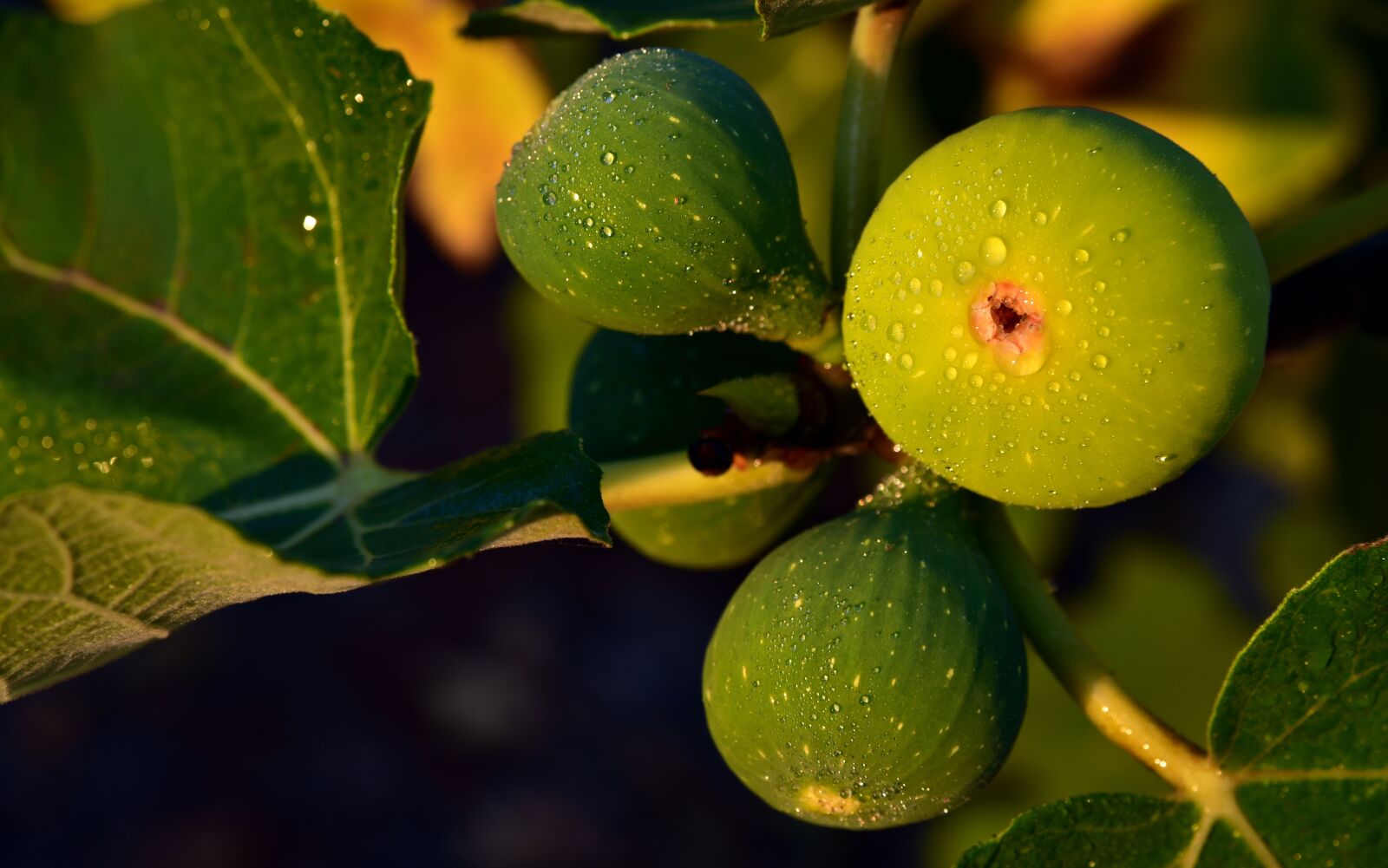 Nikon D750 sample photo. Figs, fig tree, green photography