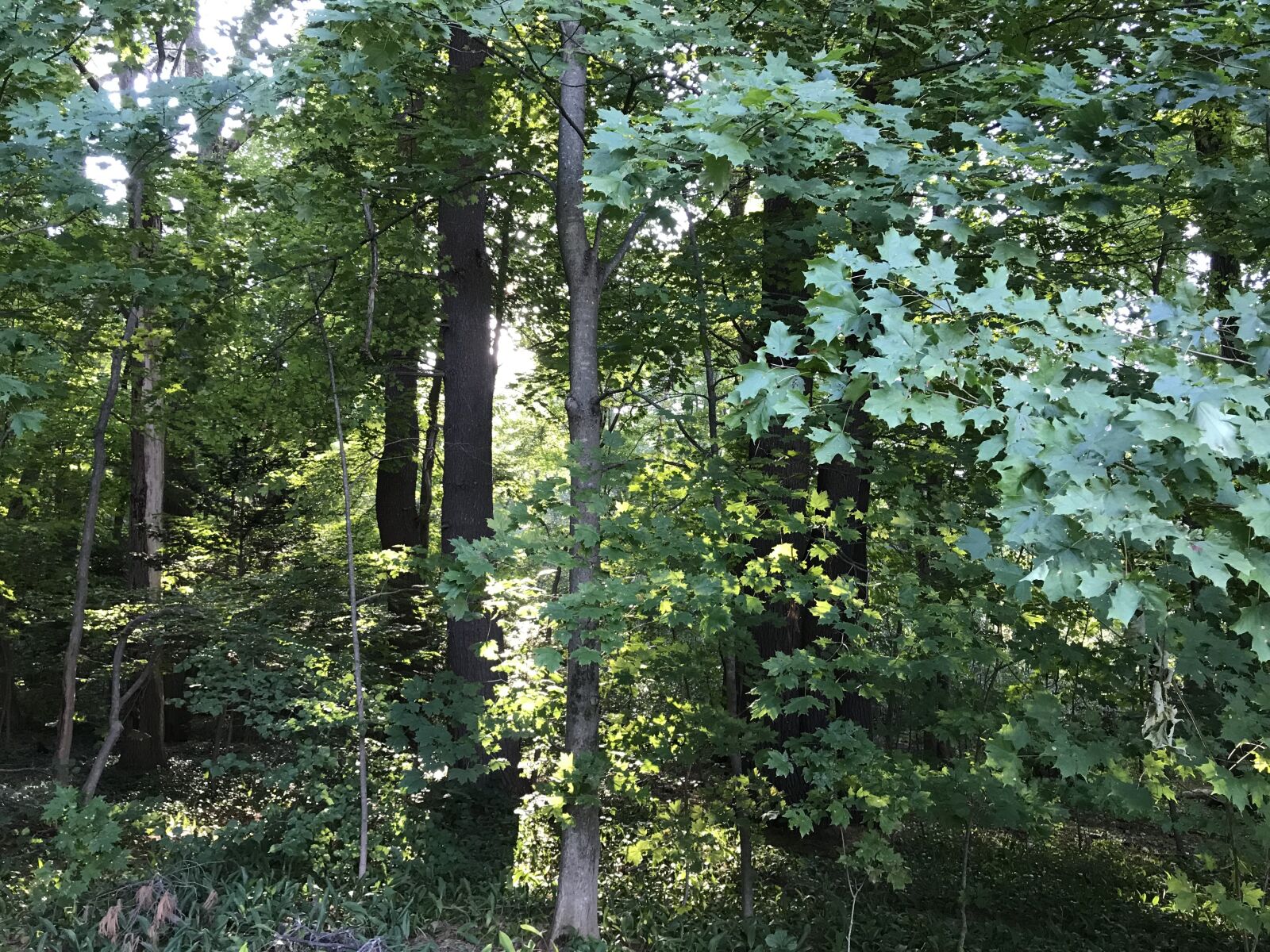 Apple iPhone 7 Plus sample photo. Forest, new england, woods photography