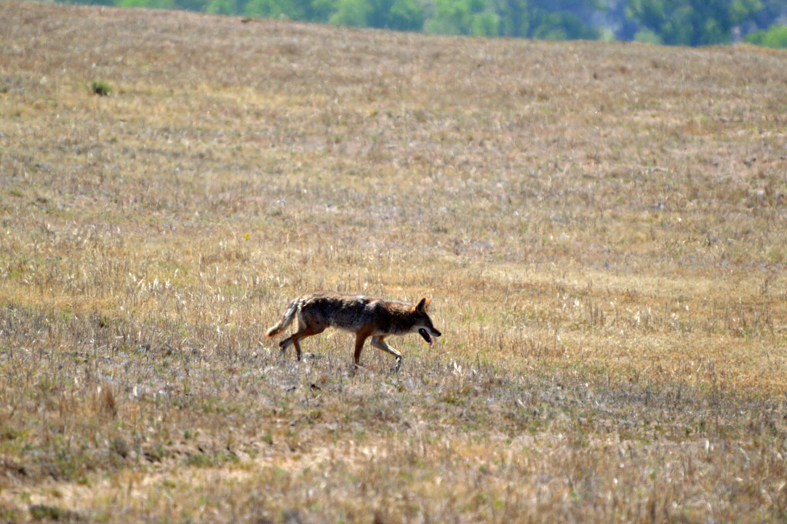 Nikon D3200 sample photo. Coyote, wild, wildlife photography