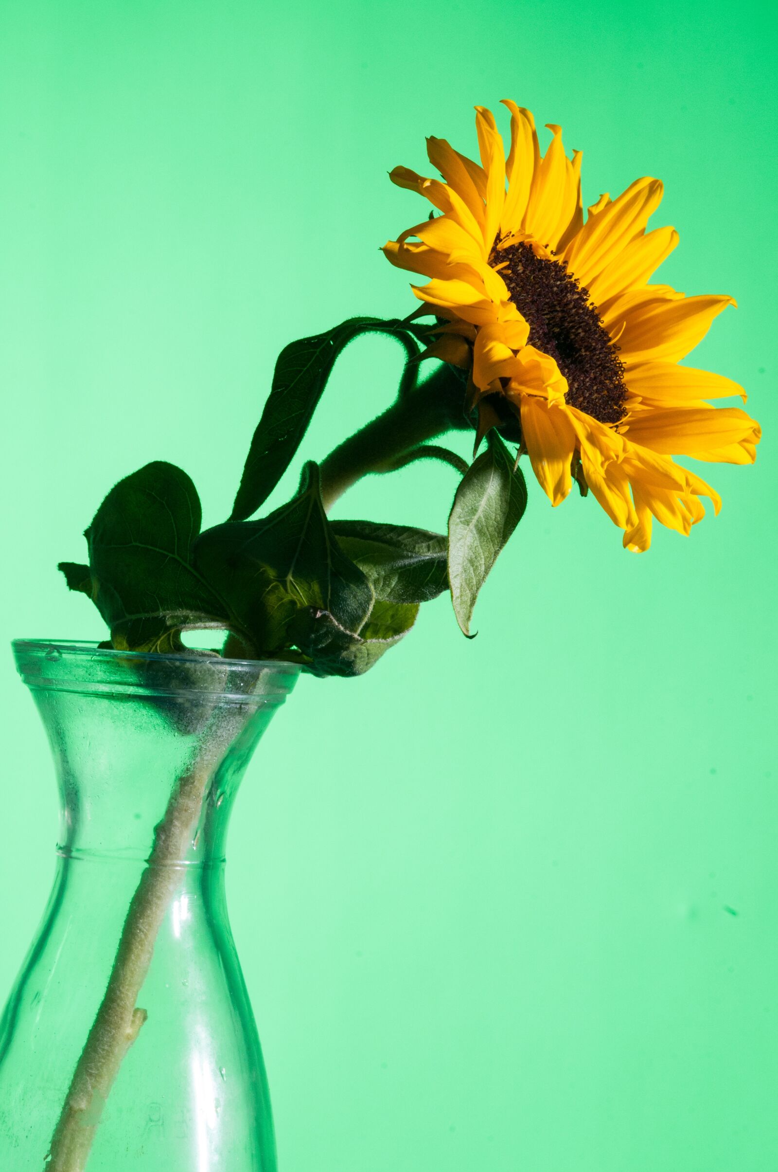 Nikon D300 sample photo. Flower, macro, close up photography