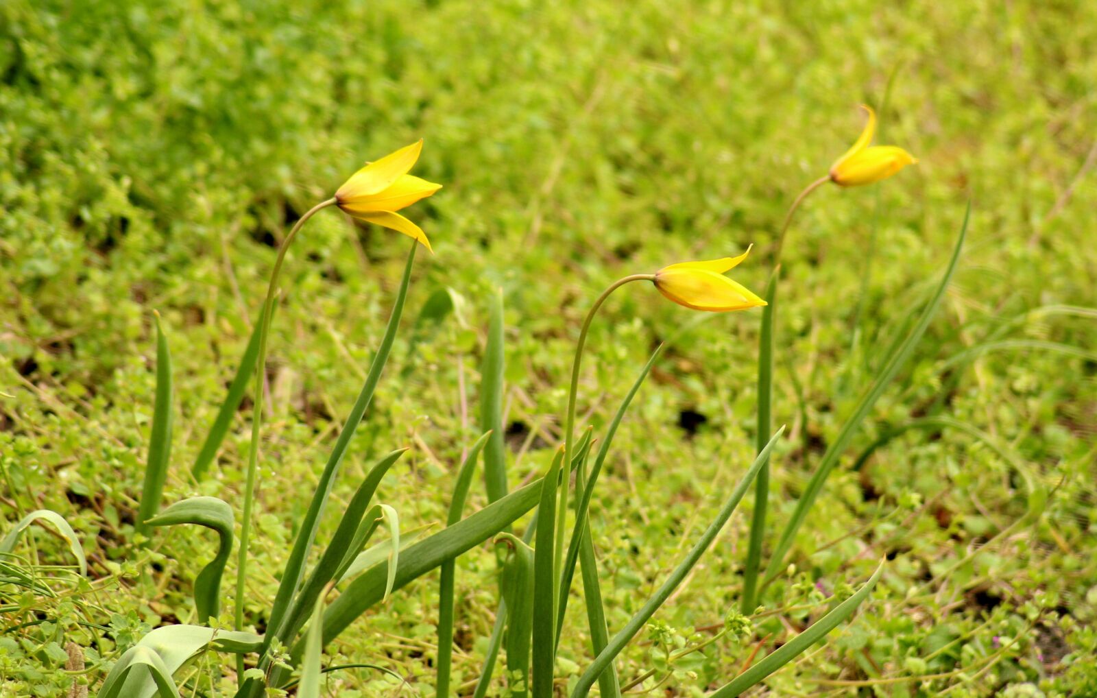 Canon EOS 1200D (EOS Rebel T5 / EOS Kiss X70 / EOS Hi) sample photo. Tulips, spring flowers, spring photography