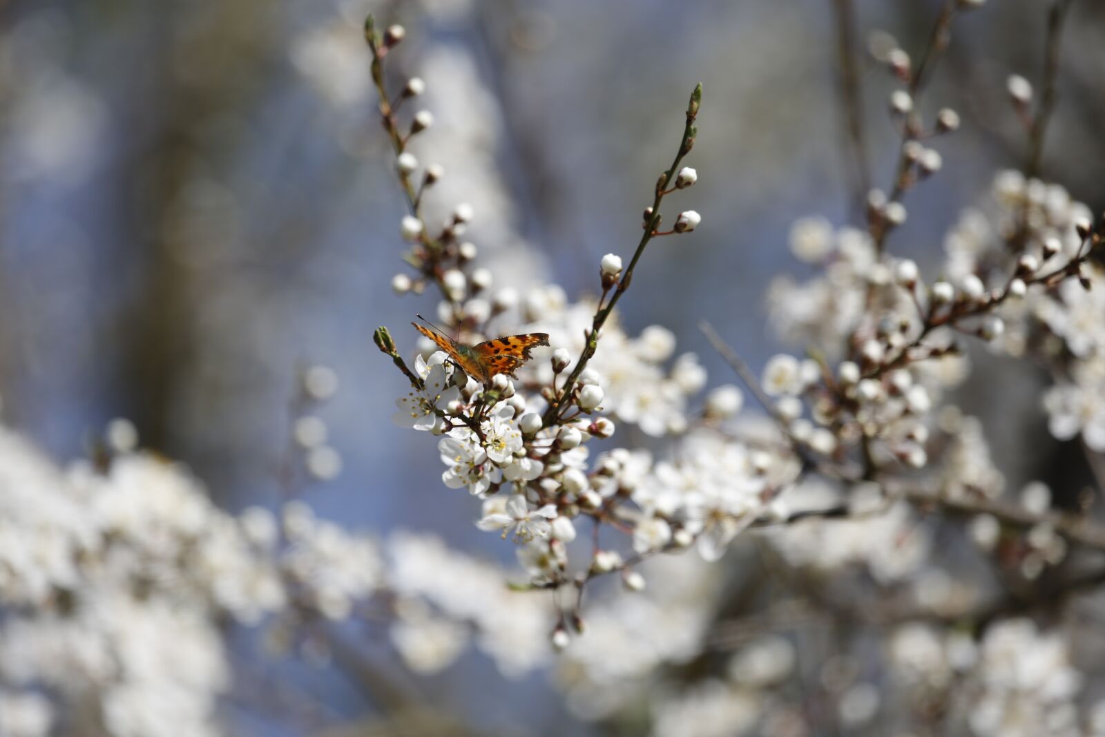 Canon EF 100-400mm F4.5-5.6L IS USM sample photo. Flowers, butterfly, insect photography