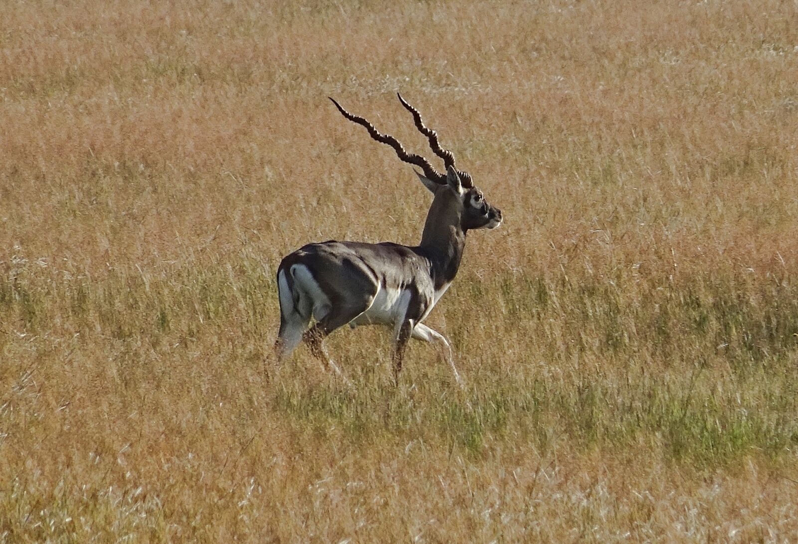 Sony DSC-HX60V sample photo. Blackbuck, antelope, wild photography
