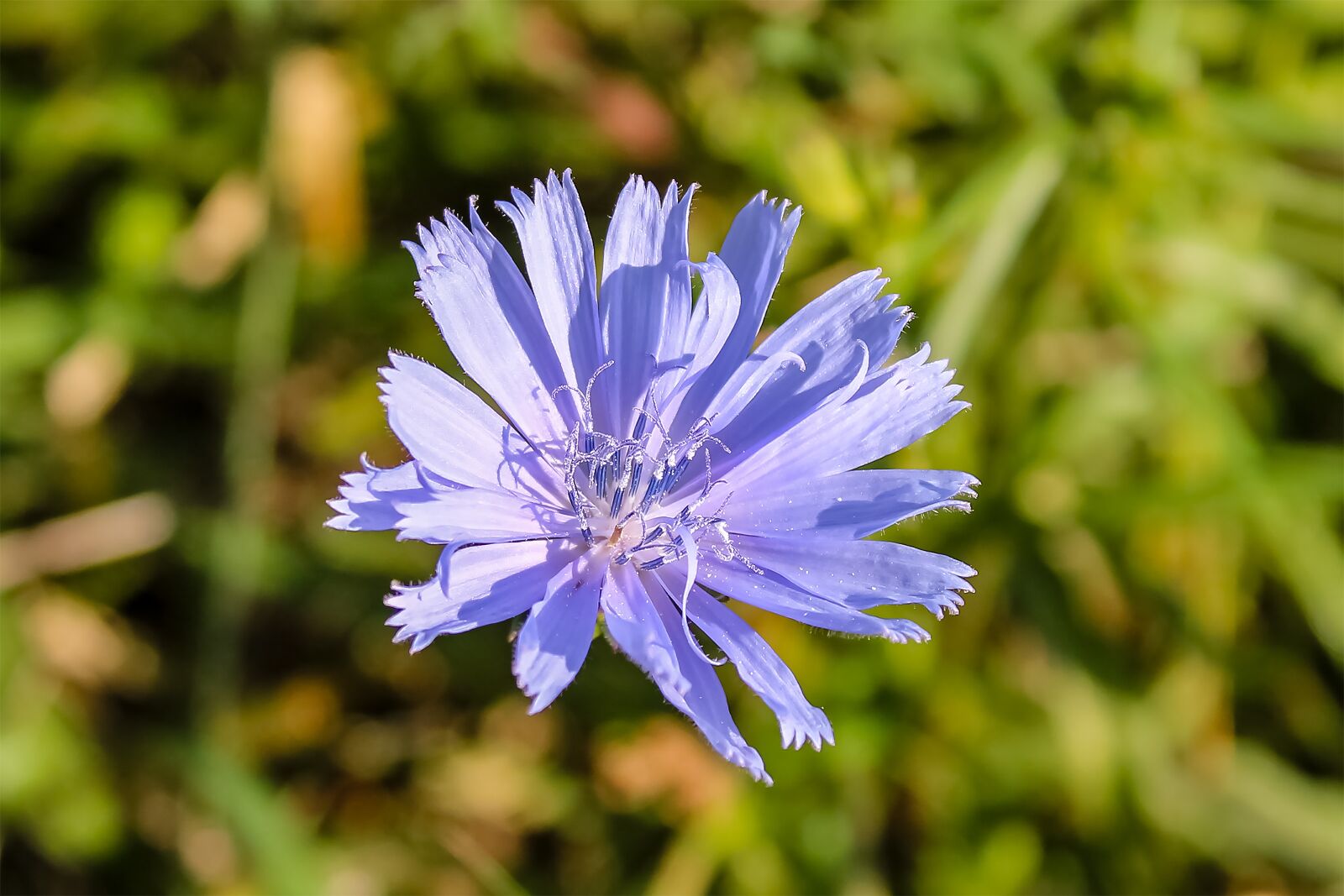 Canon EOS 1300D (EOS Rebel T6 / EOS Kiss X80) sample photo. Wildflower, cornflower, meadow flower photography