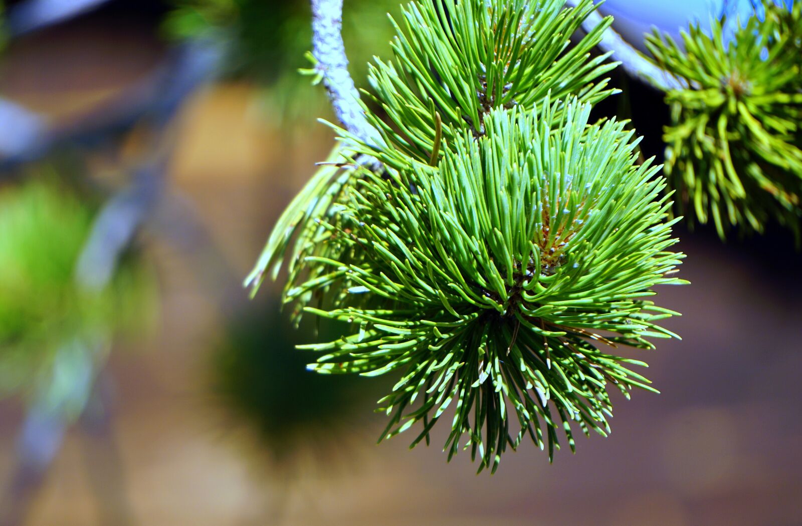 Sony E 55-210mm F4.5-6.3 OSS sample photo. Pine, leaves, nature photography