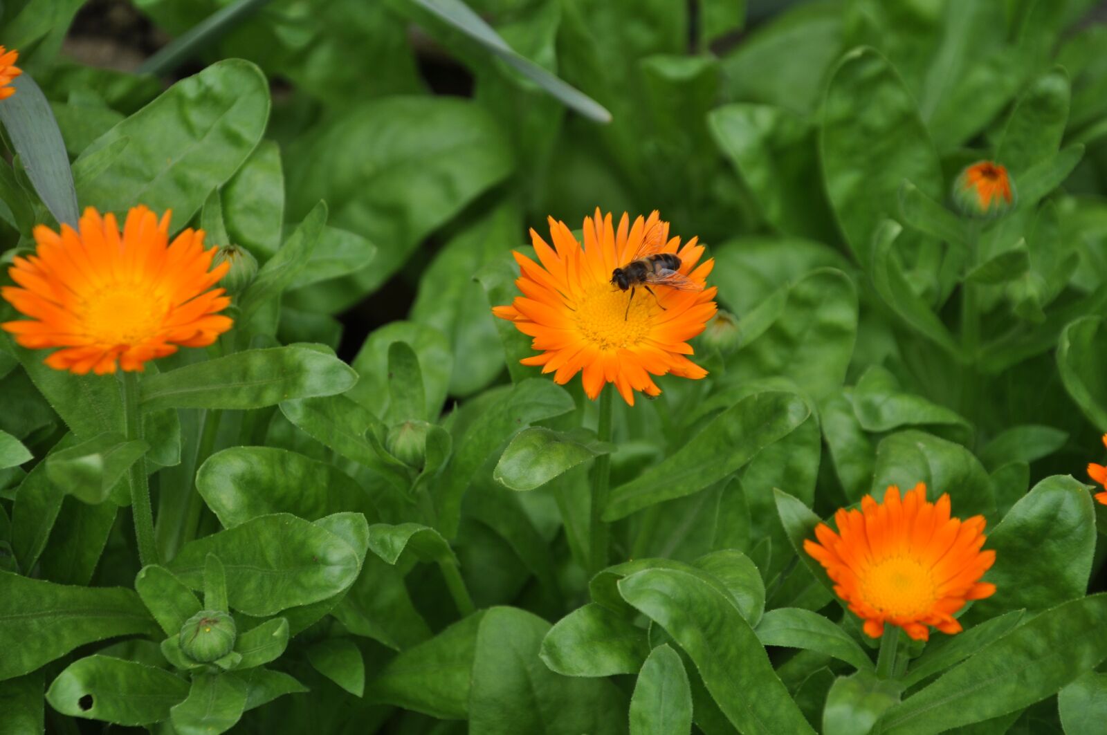 Nikon D5000 sample photo. Flower, bee, green photography