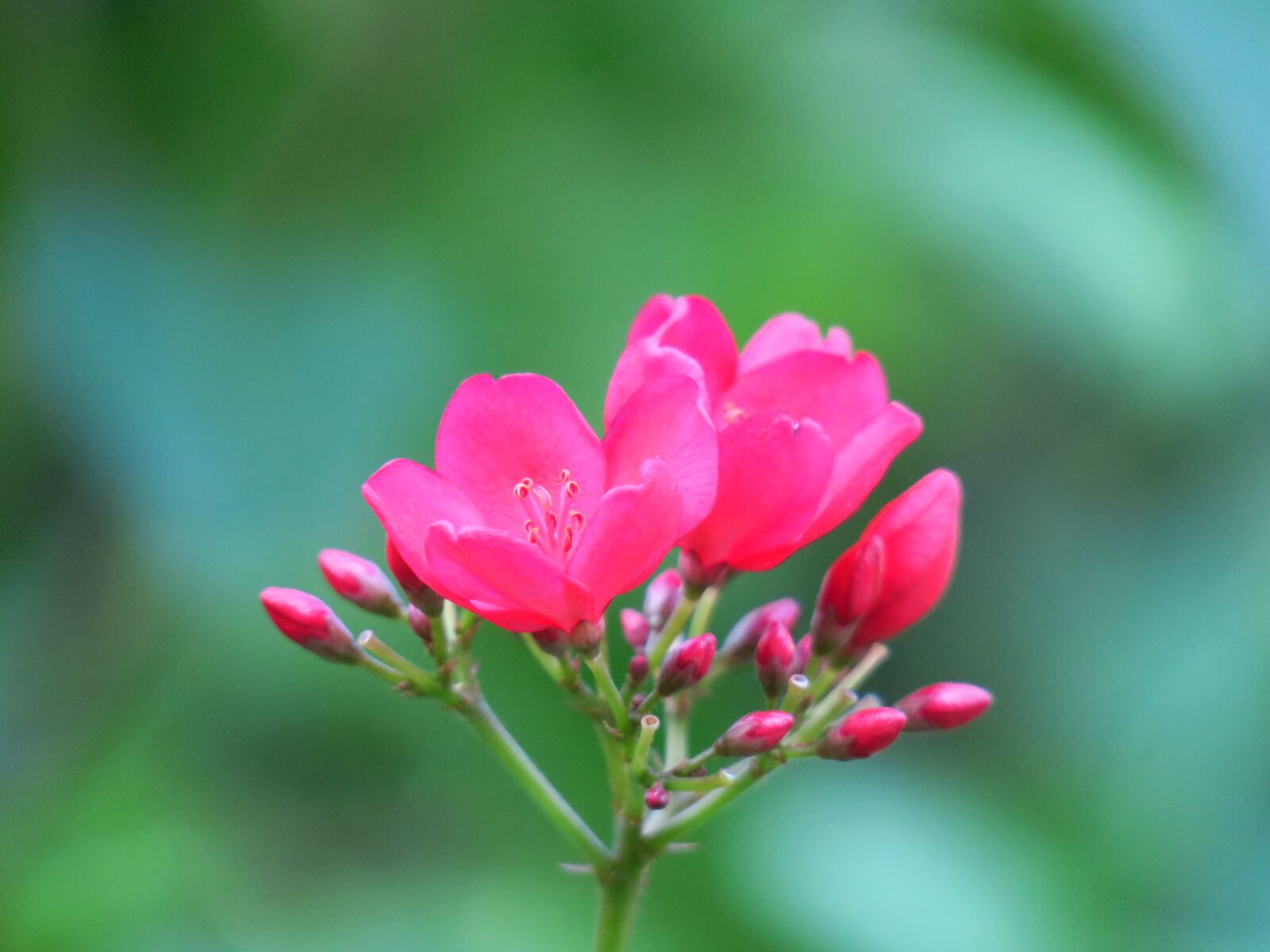 Canon PowerShot G3 X sample photo. Flower, nature, plant photography