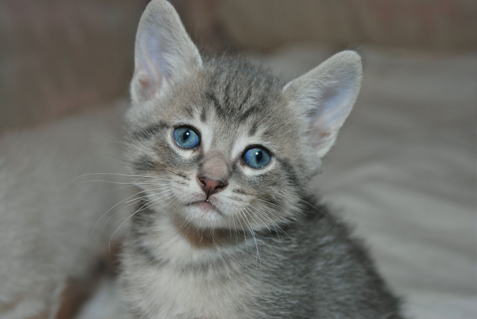 Nikon D80 sample photo. Kitten, cat, pet photography