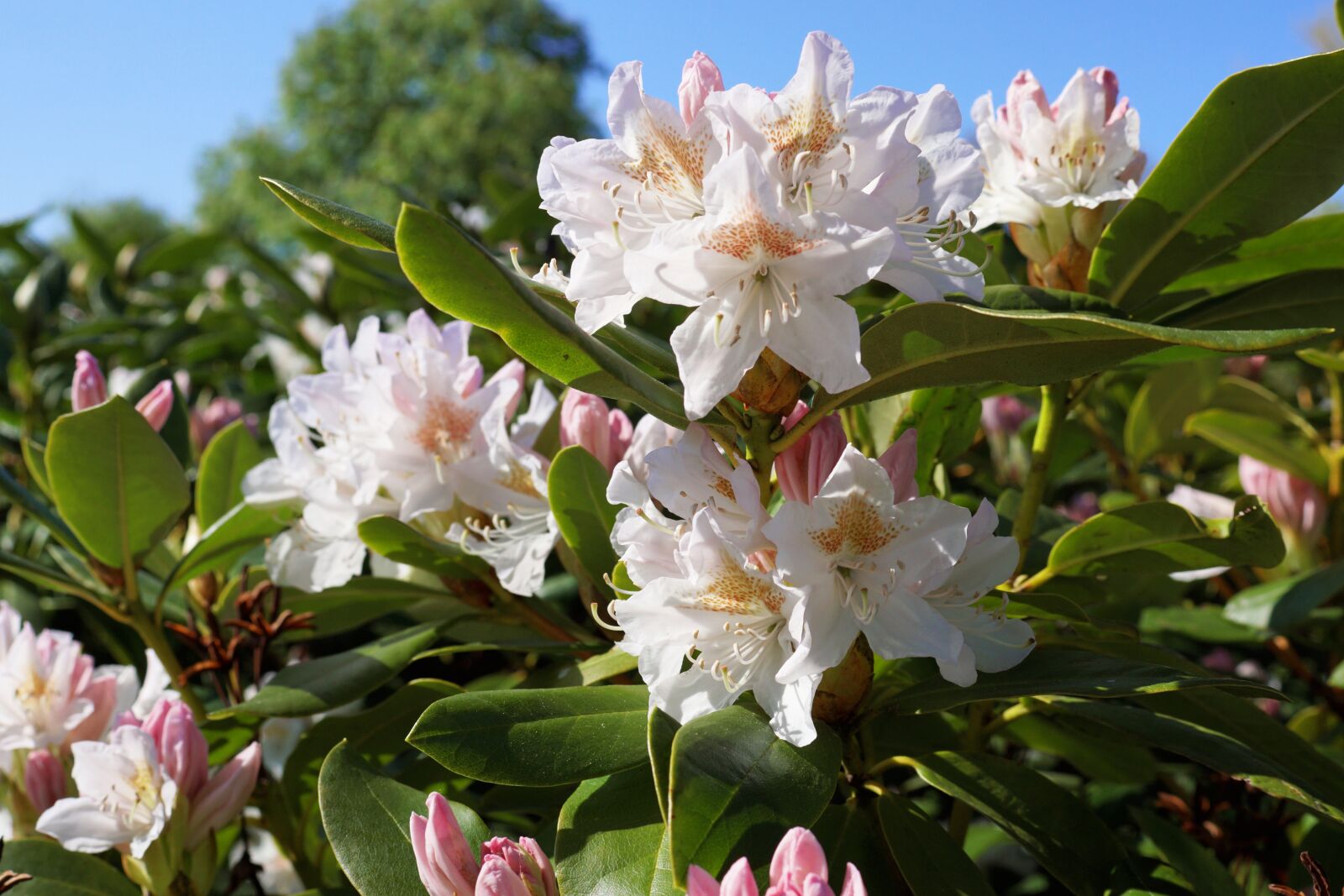 Sony SLT-A68 sample photo. Rhododendrons, white, flowers photography