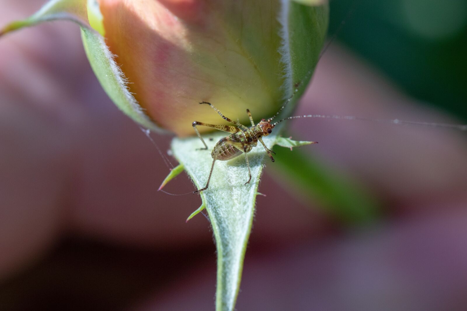 Canon EF 100mm F2.8L Macro IS USM sample photo. Nature, insect, grasshopper photography