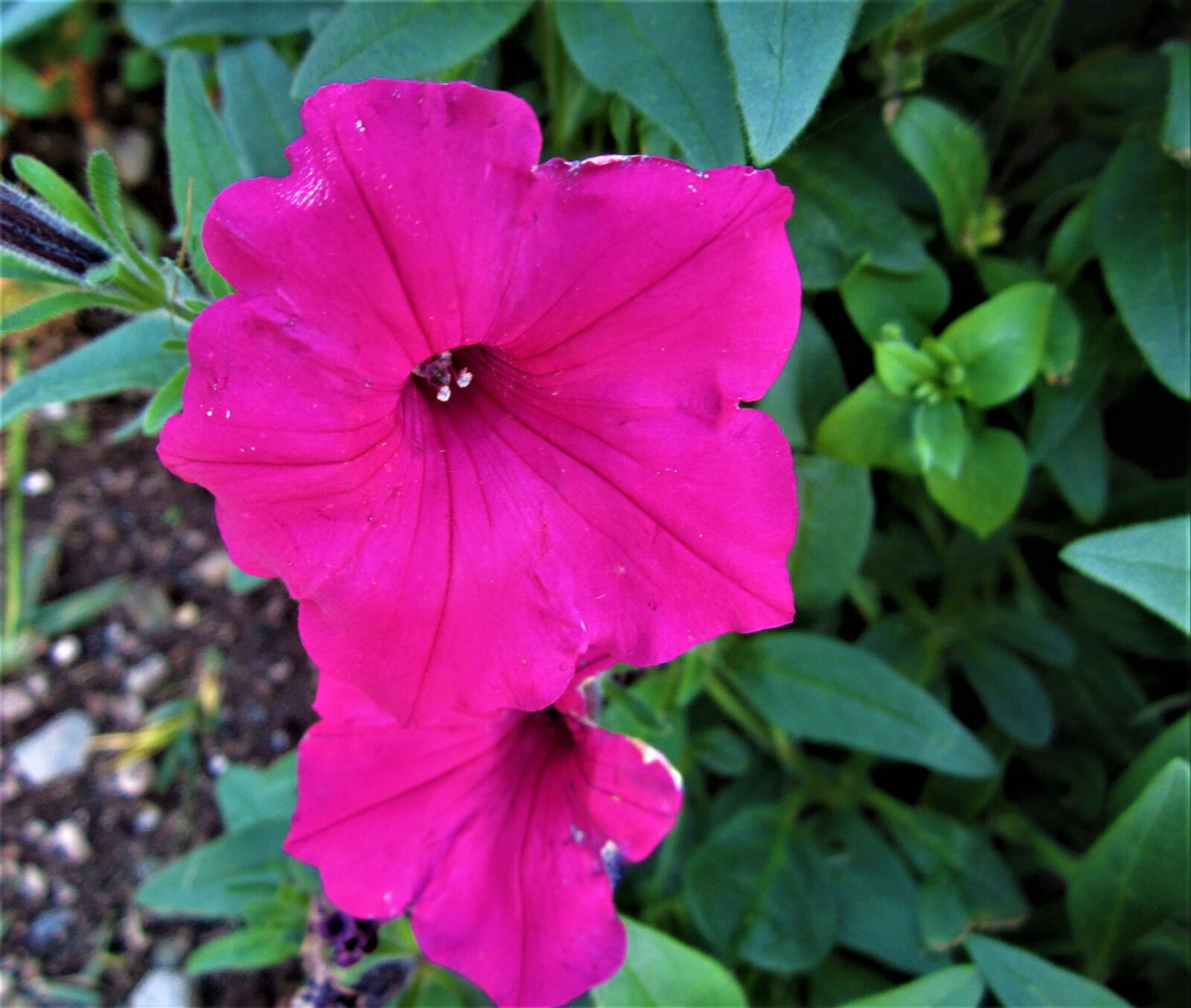 Canon PowerShot ELPH 100 HS (IXUS 115 HS / IXY 210F) sample photo. Flower, pink, spring photography