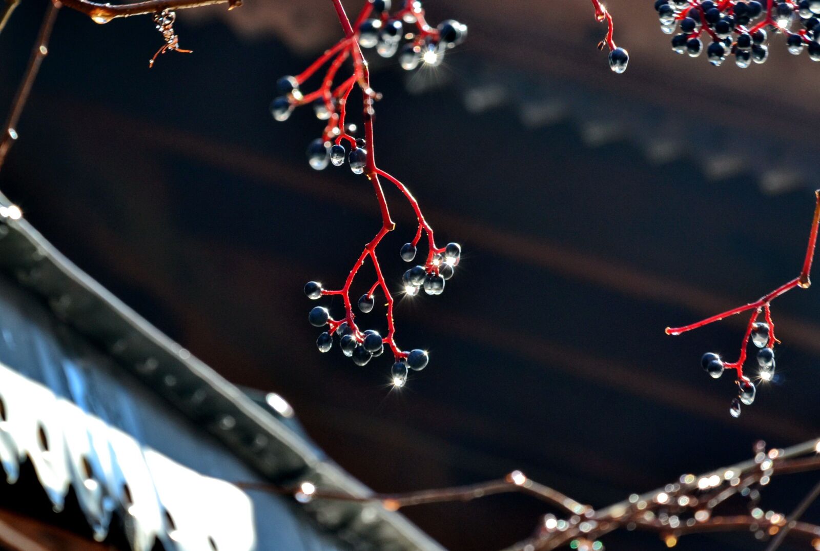 Nikon D3100 sample photo. Elderberry, tree, droplets photography
