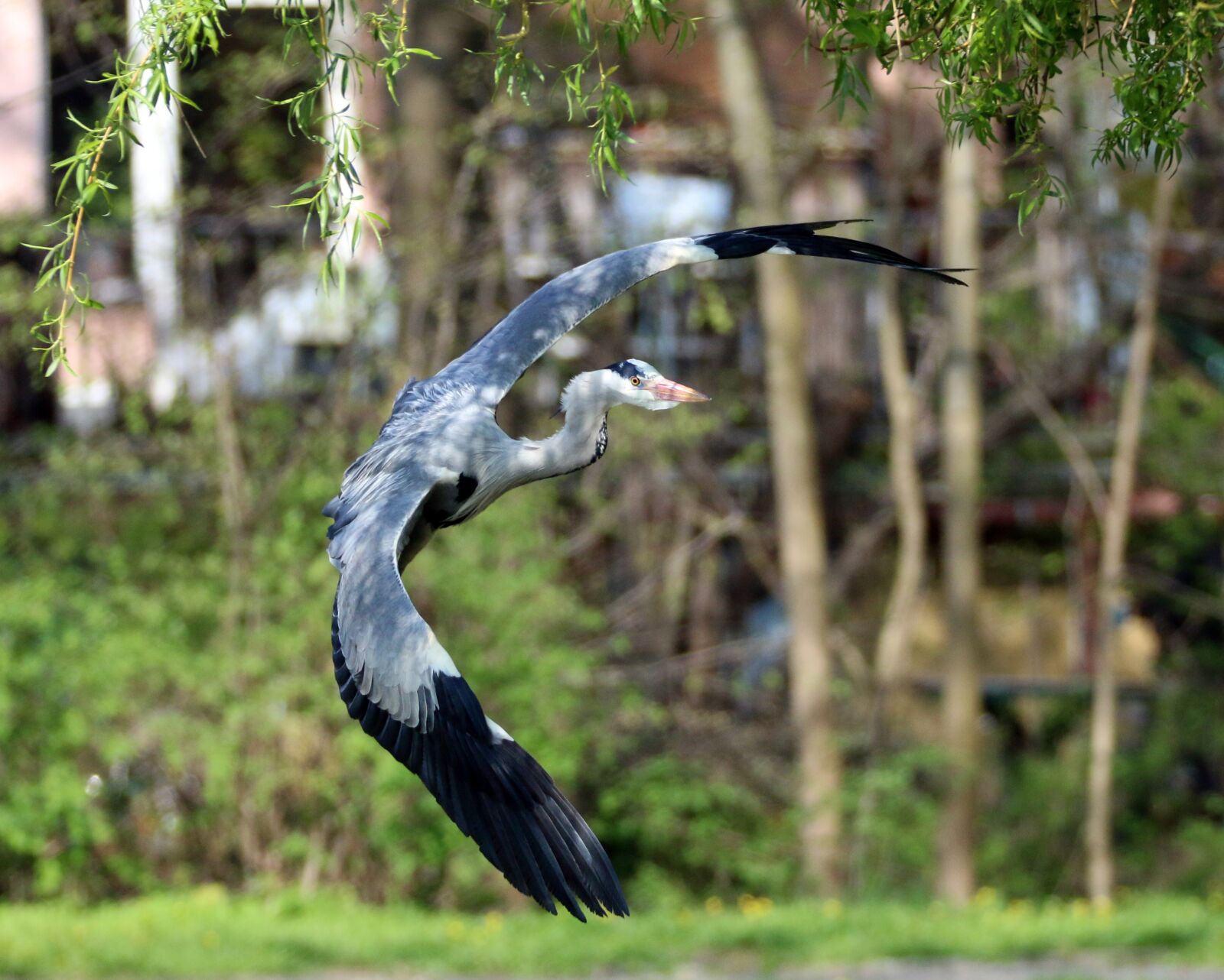 Canon EOS 70D sample photo. Grey heron, water bird photography