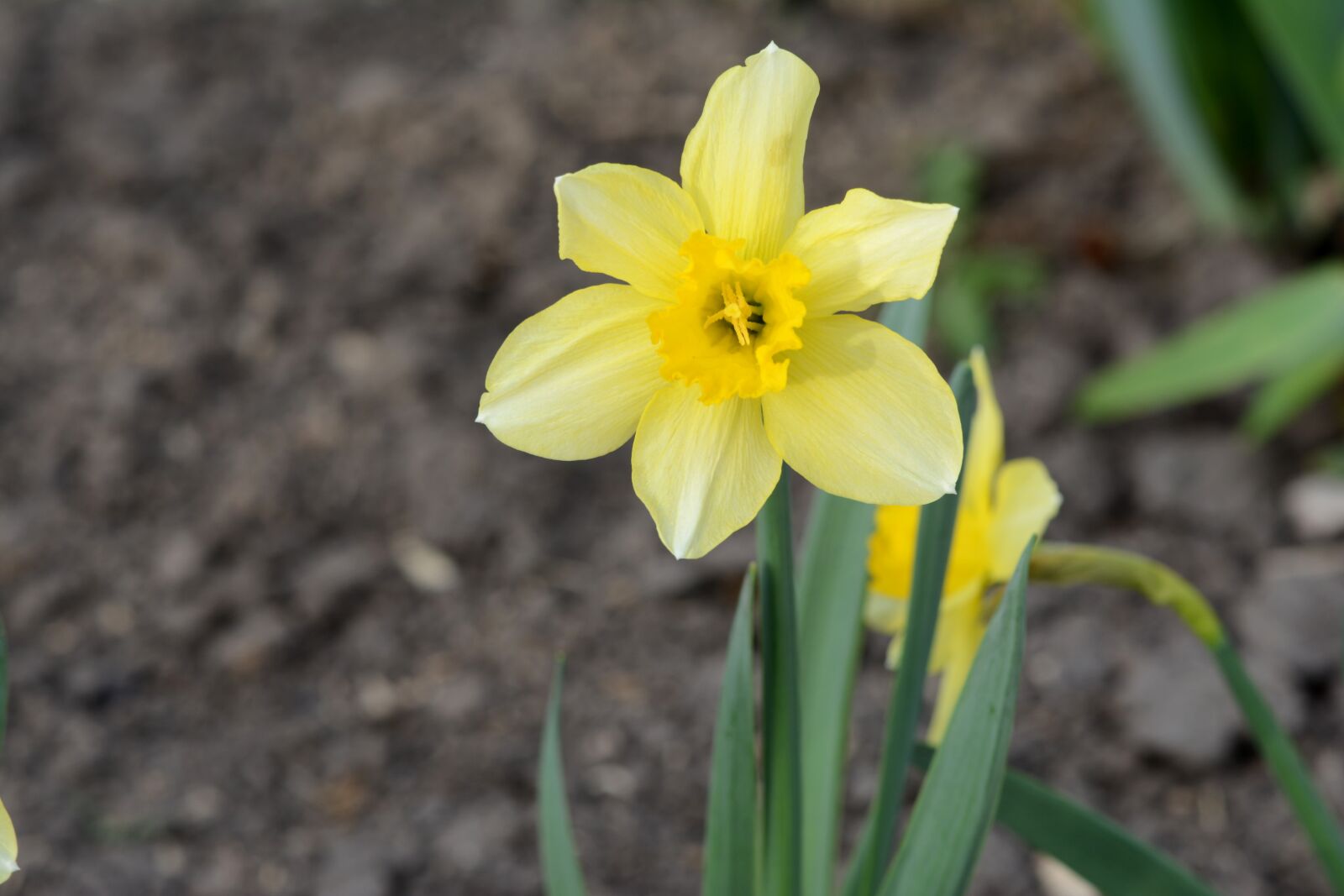 Nikon D5200 sample photo. Spring, nature, flower photography