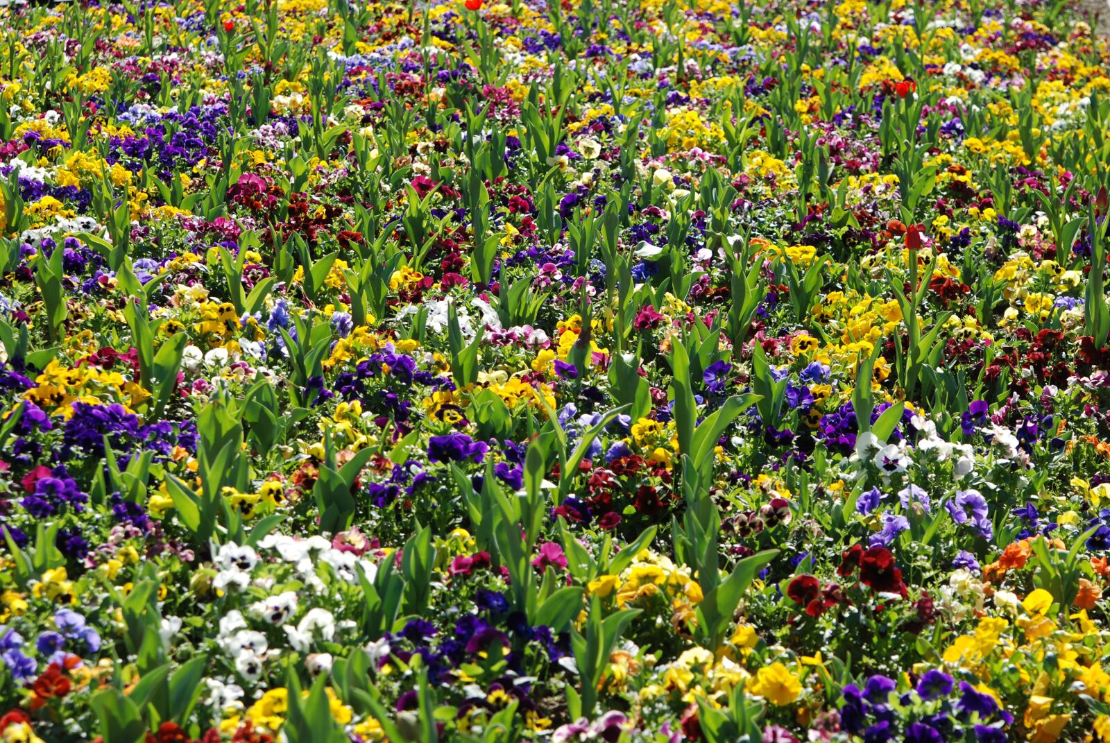 Nikon D80 sample photo. Flowers, spring, flower bed photography
