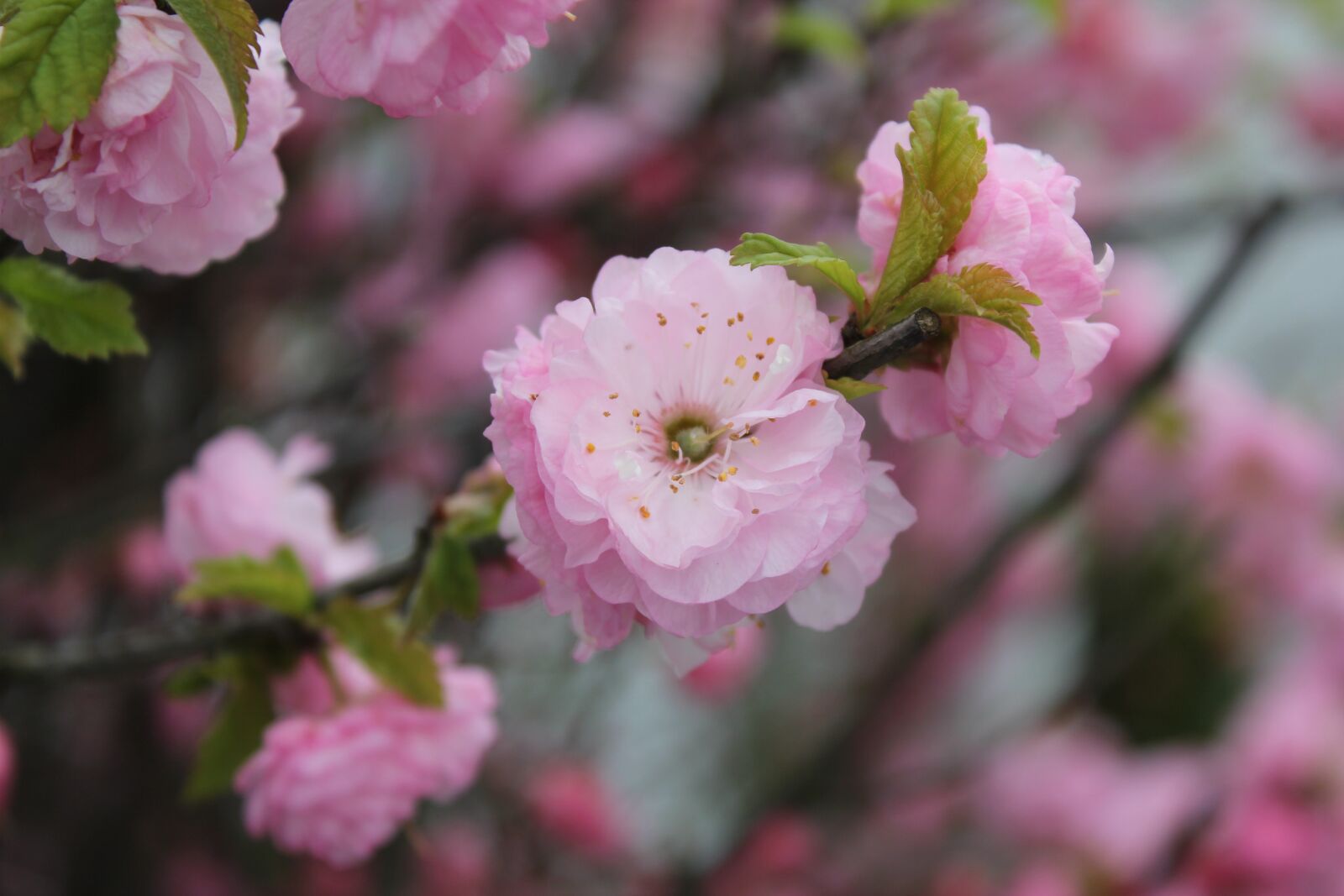 Canon EOS 550D (EOS Rebel T2i / EOS Kiss X4) sample photo. Spring, flowers, nature photography