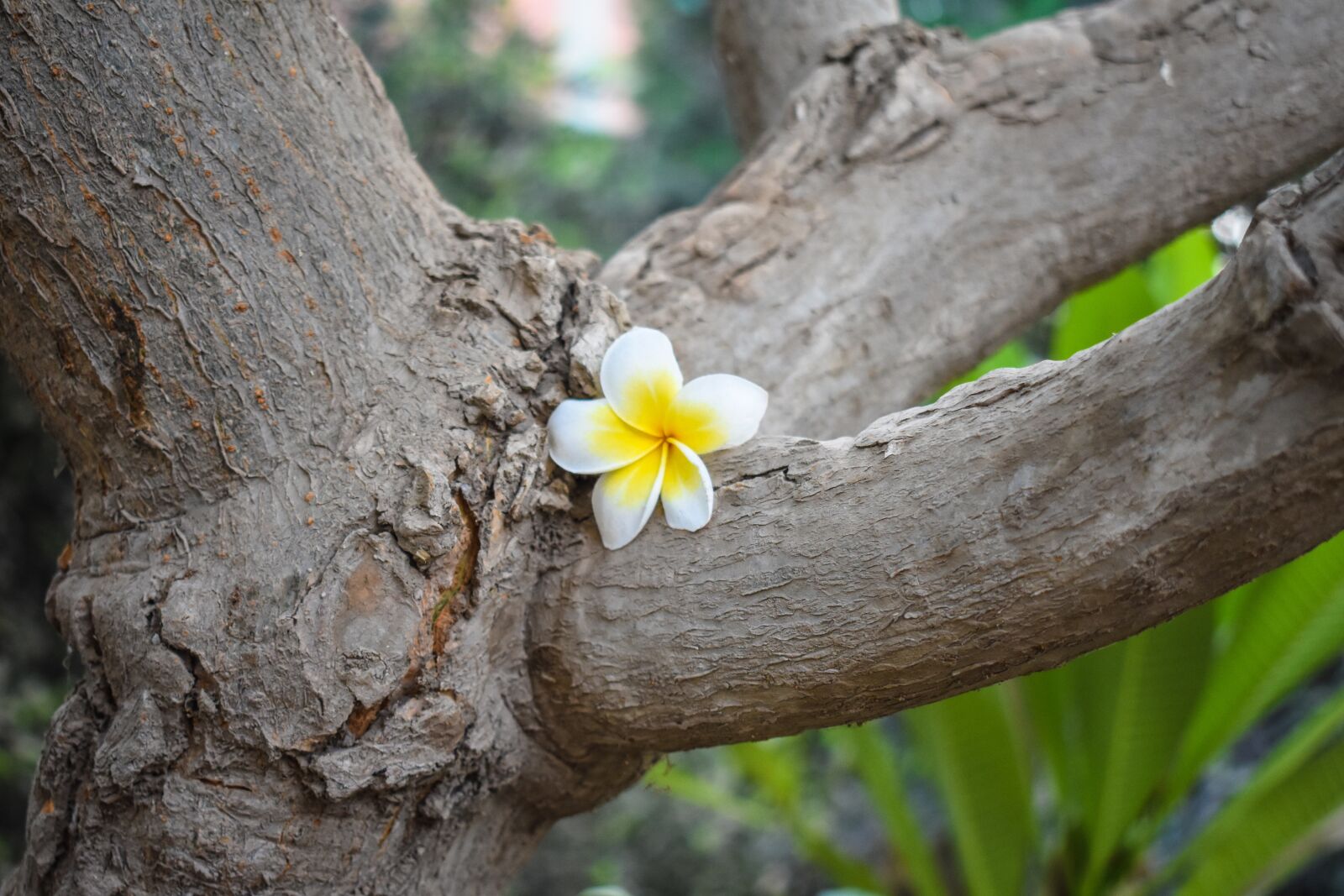 Nikon D3400 sample photo. Flower, tree, yellow photography