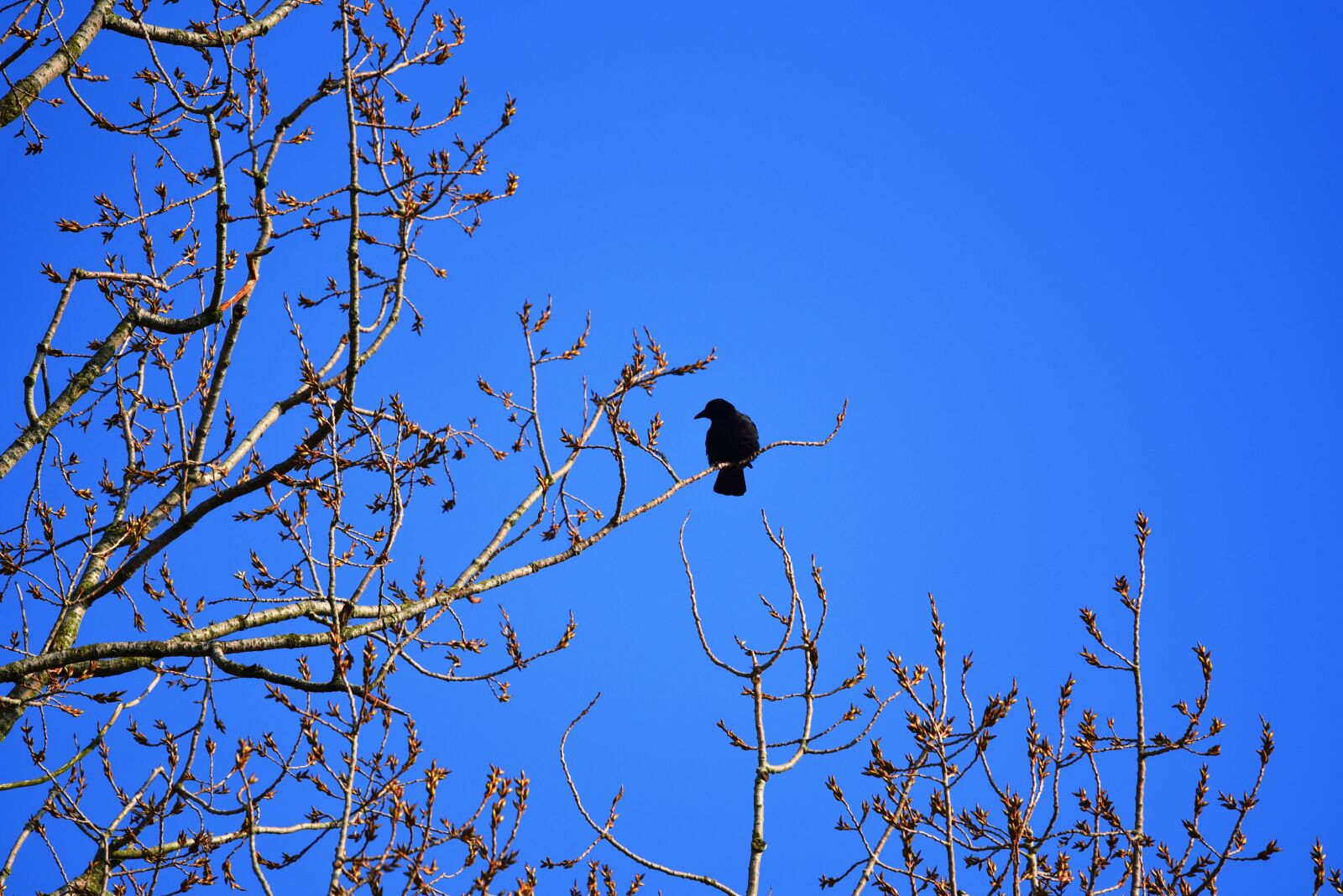 Nikon D750 sample photo. Crow, bird, animal photography
