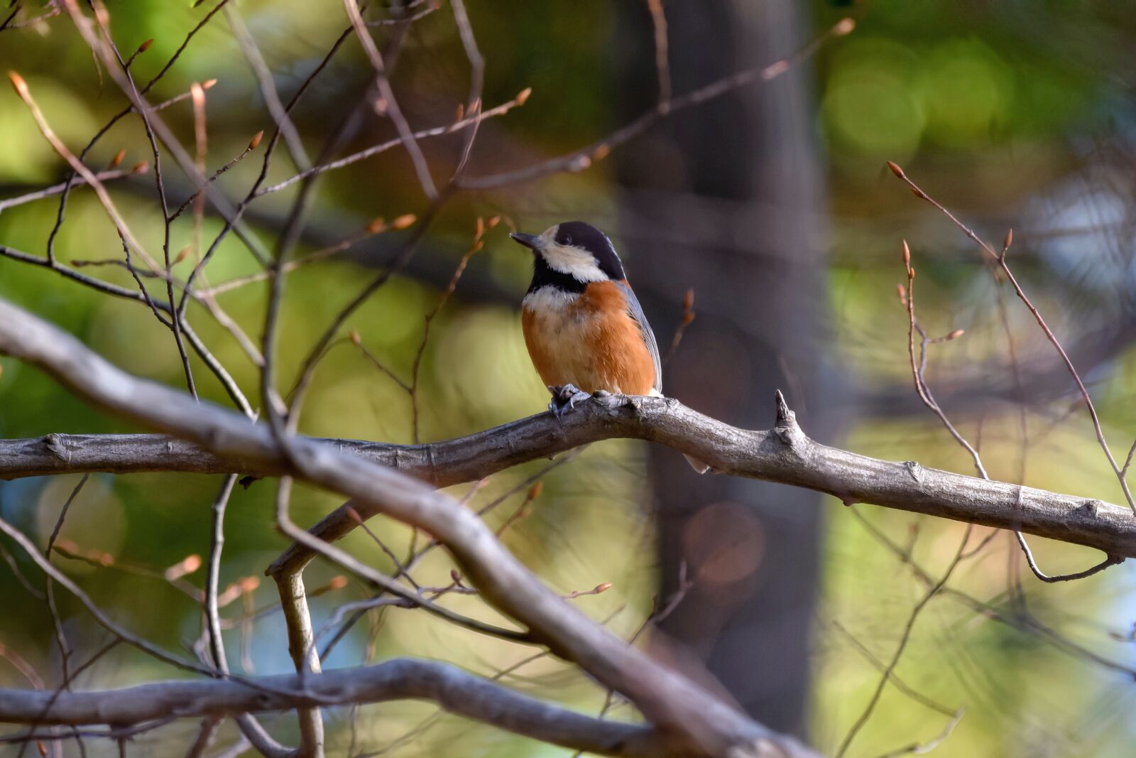 Nikon D7200 sample photo. Animal, forest, green photography