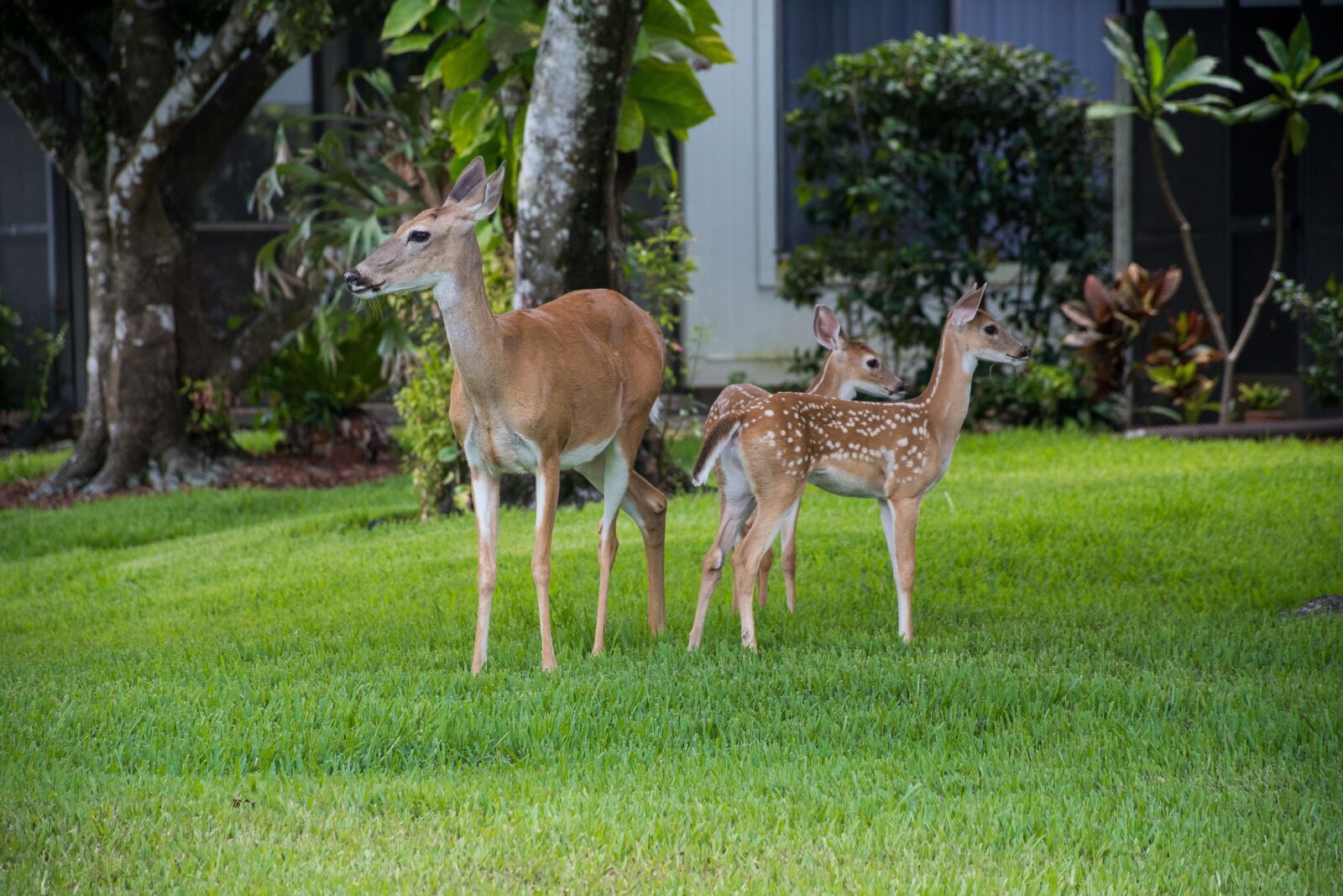 Nikon D7500 sample photo. Florida, deer, faun photography