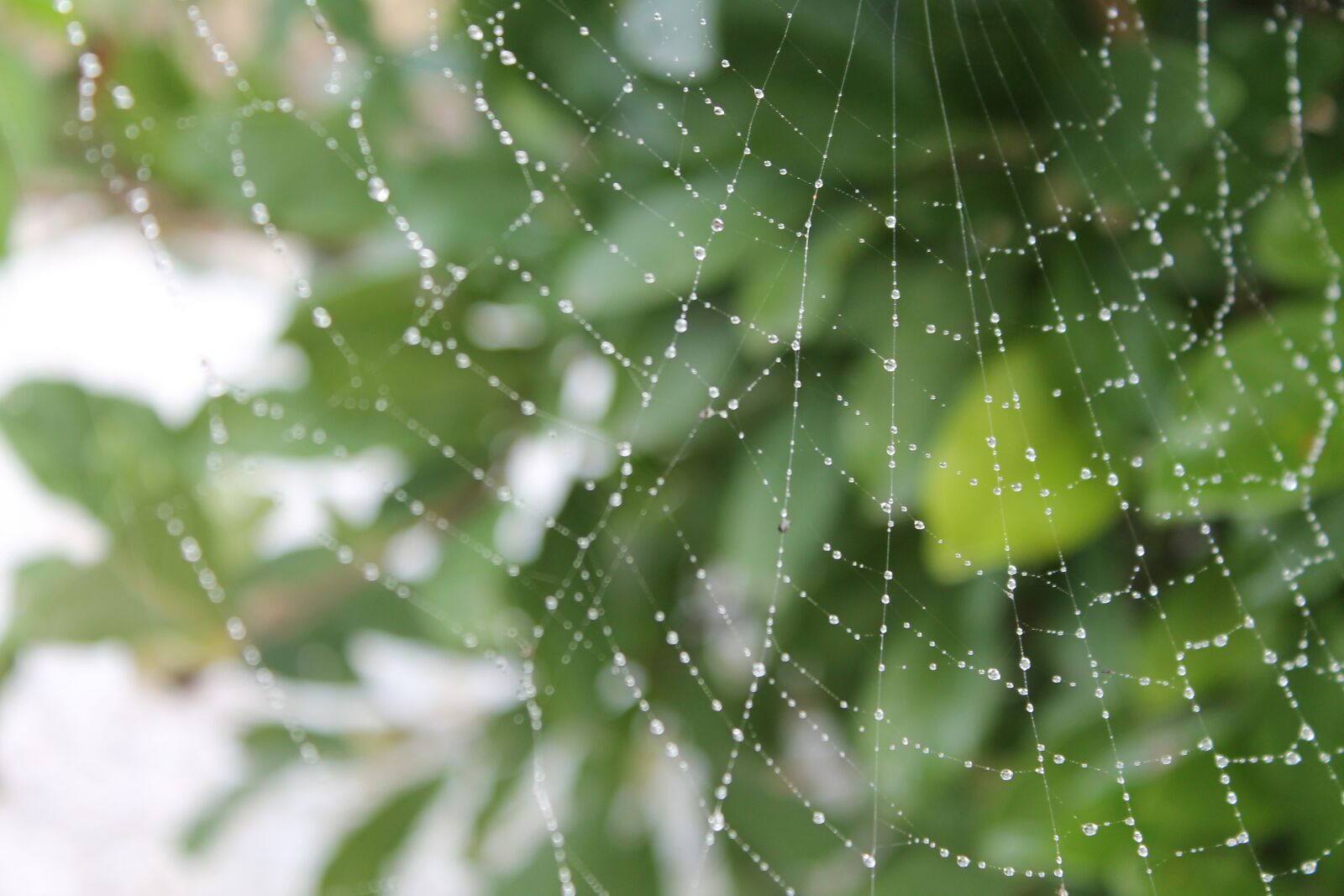 Canon EOS 1100D (EOS Rebel T3 / EOS Kiss X50) sample photo. Cobweb, dew, autumn photography