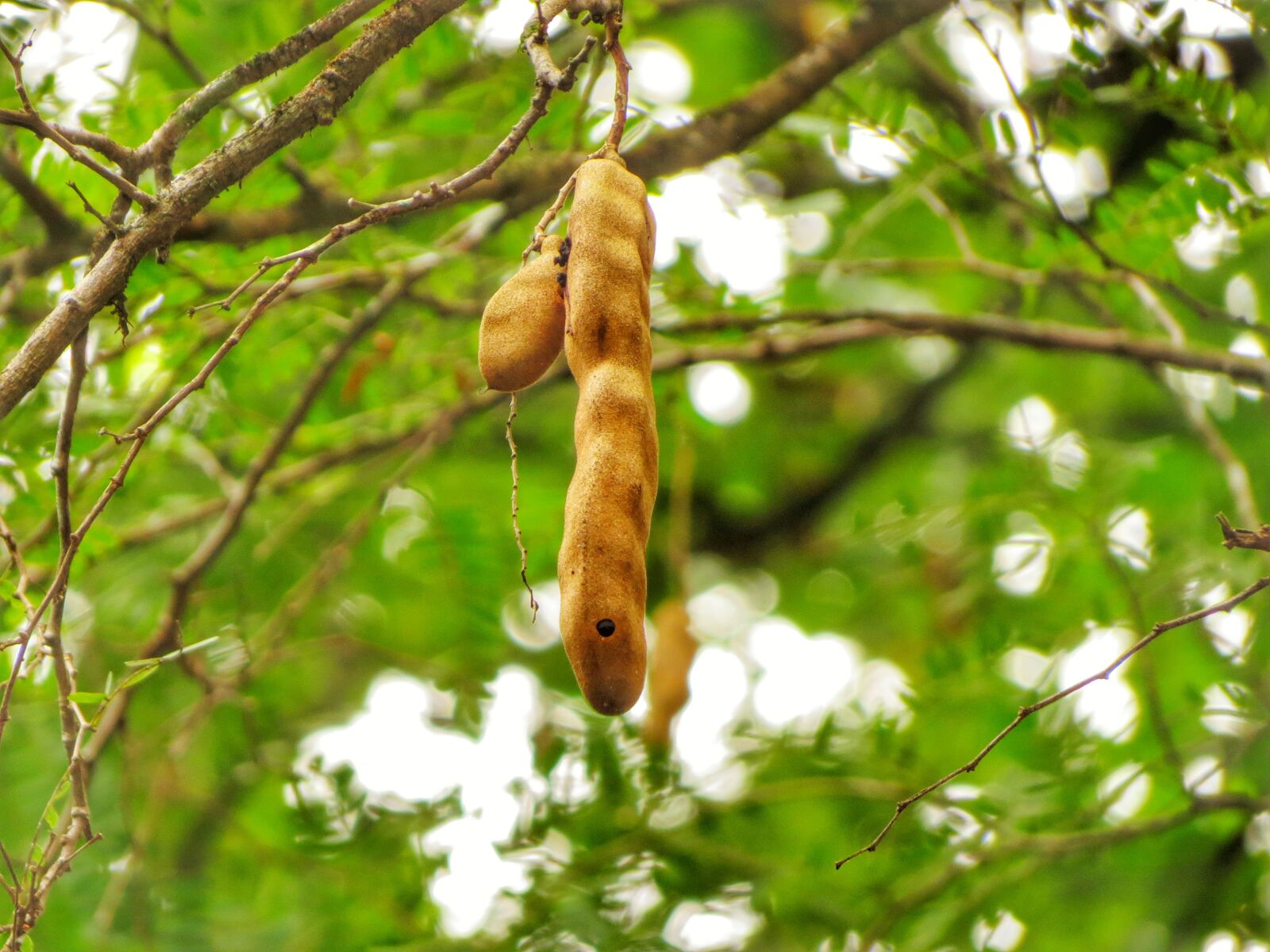 Canon PowerShot SX40 HS sample photo. Green, tamarind, spices photography