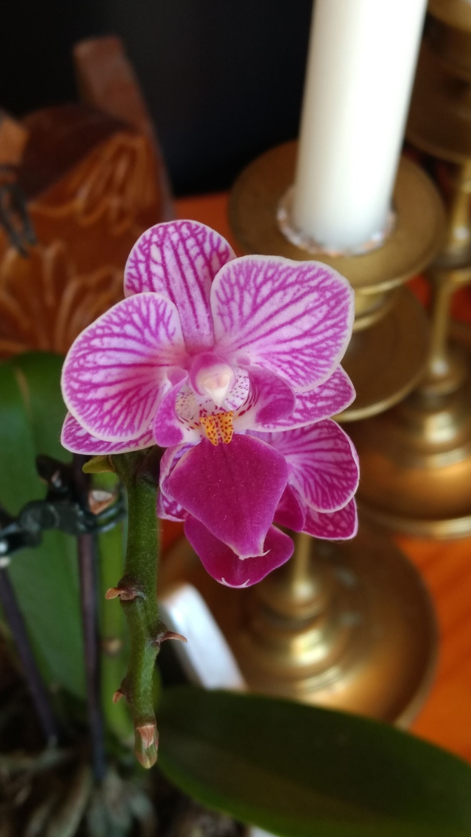 Motorola Moto G (4) sample photo. Flower, nature, flora photography