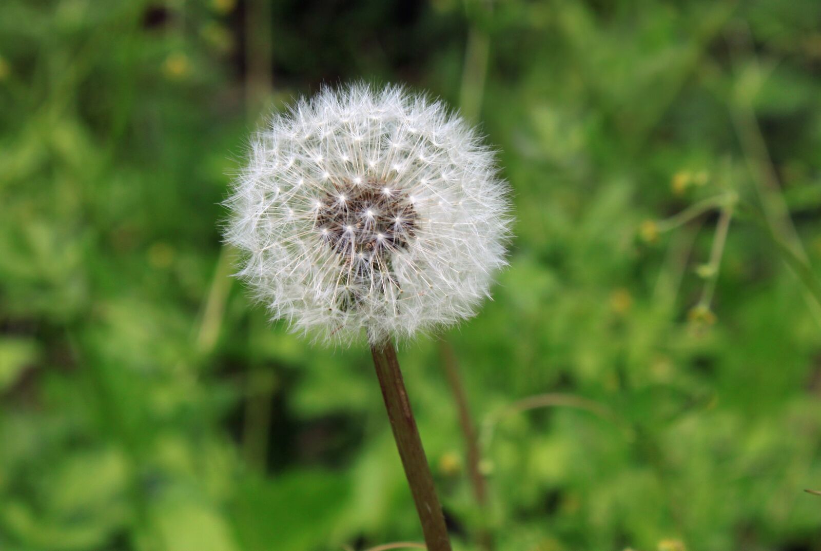 Canon EOS 500D (EOS Rebel T1i / EOS Kiss X3) sample photo. Dandelion, seed, weed photography