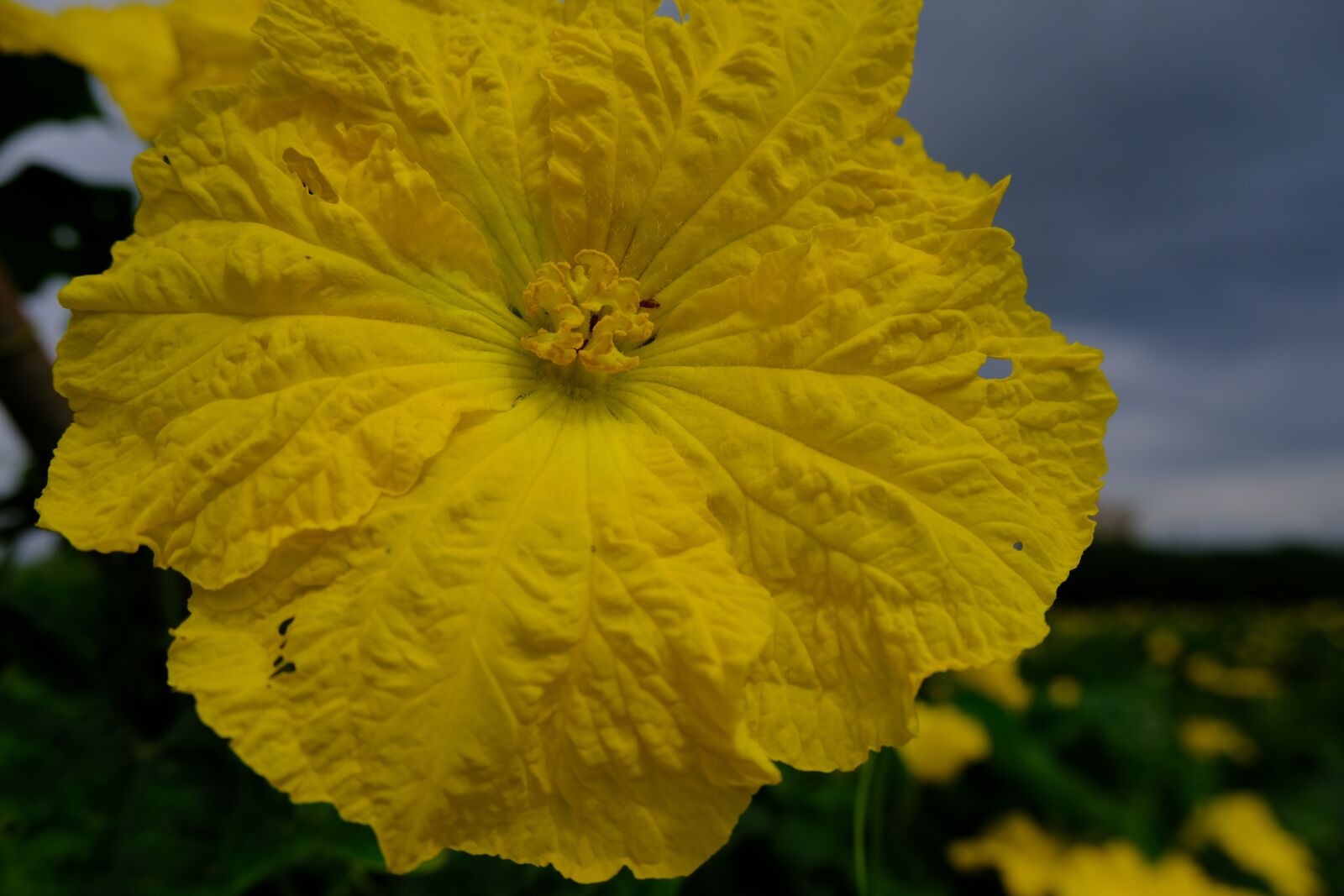 Fujifilm X-T30 sample photo. Yellow, flower, nature photography