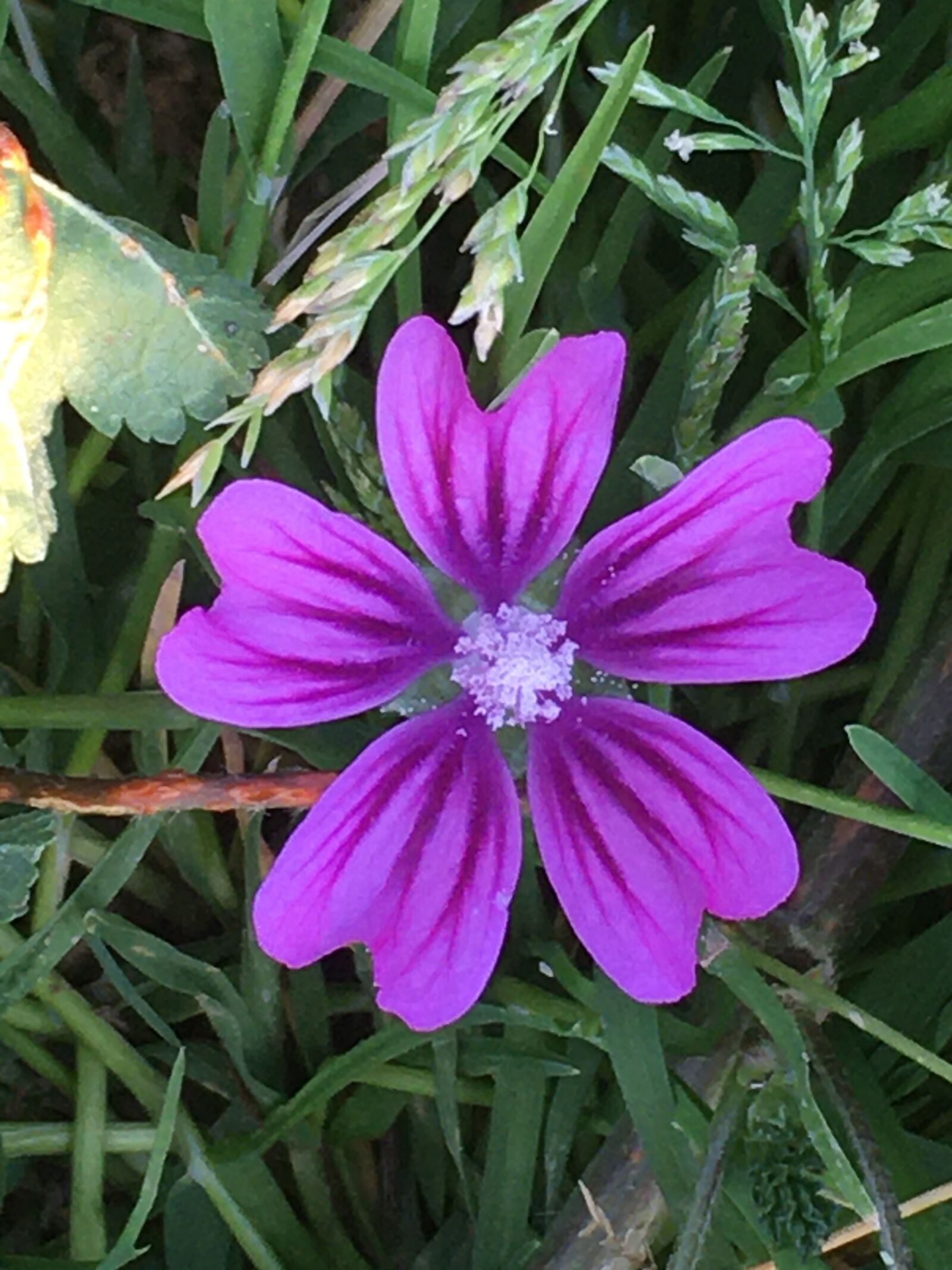 iPhone SE back camera 4.15mm f/2.2 sample photo. Flower, violet, flowers photography