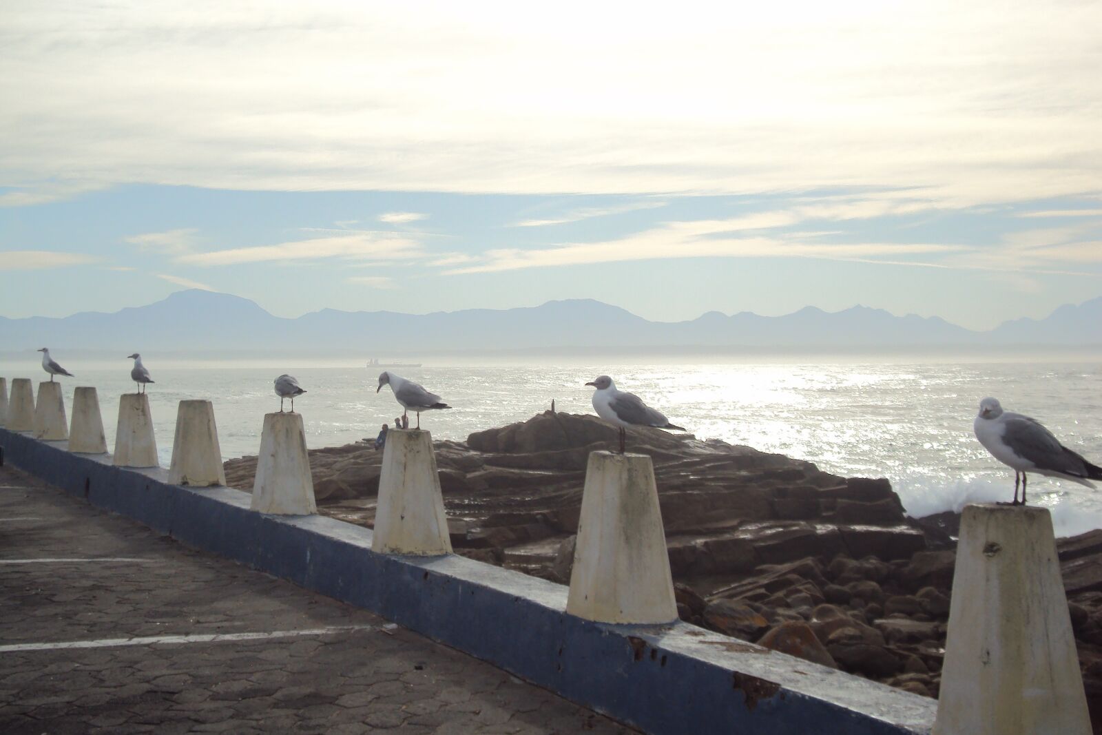 Sony DSC-W180 sample photo. Seagulls, ocean, birds photography
