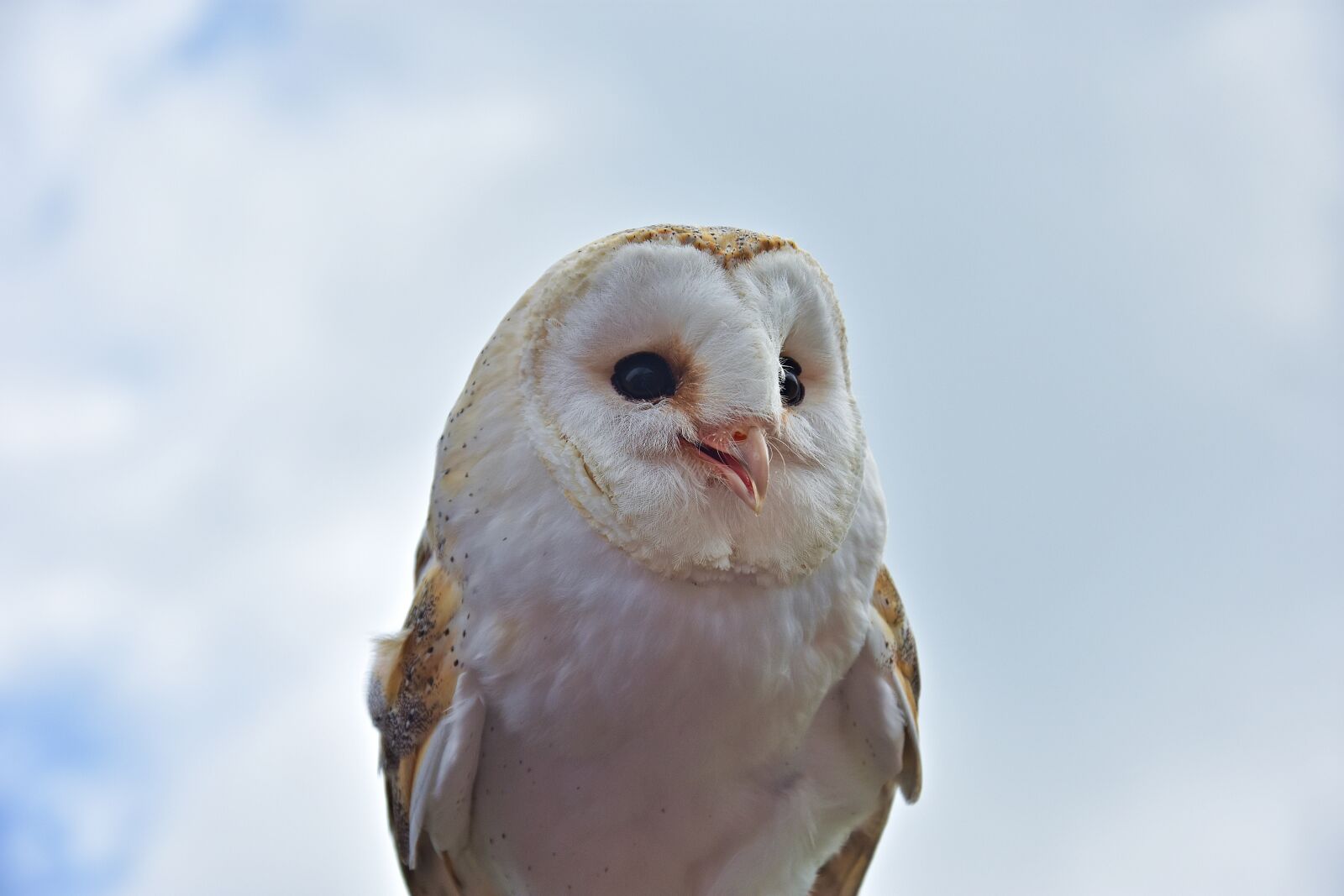 Nikon D3400 sample photo. Owl, raptor, bird photography