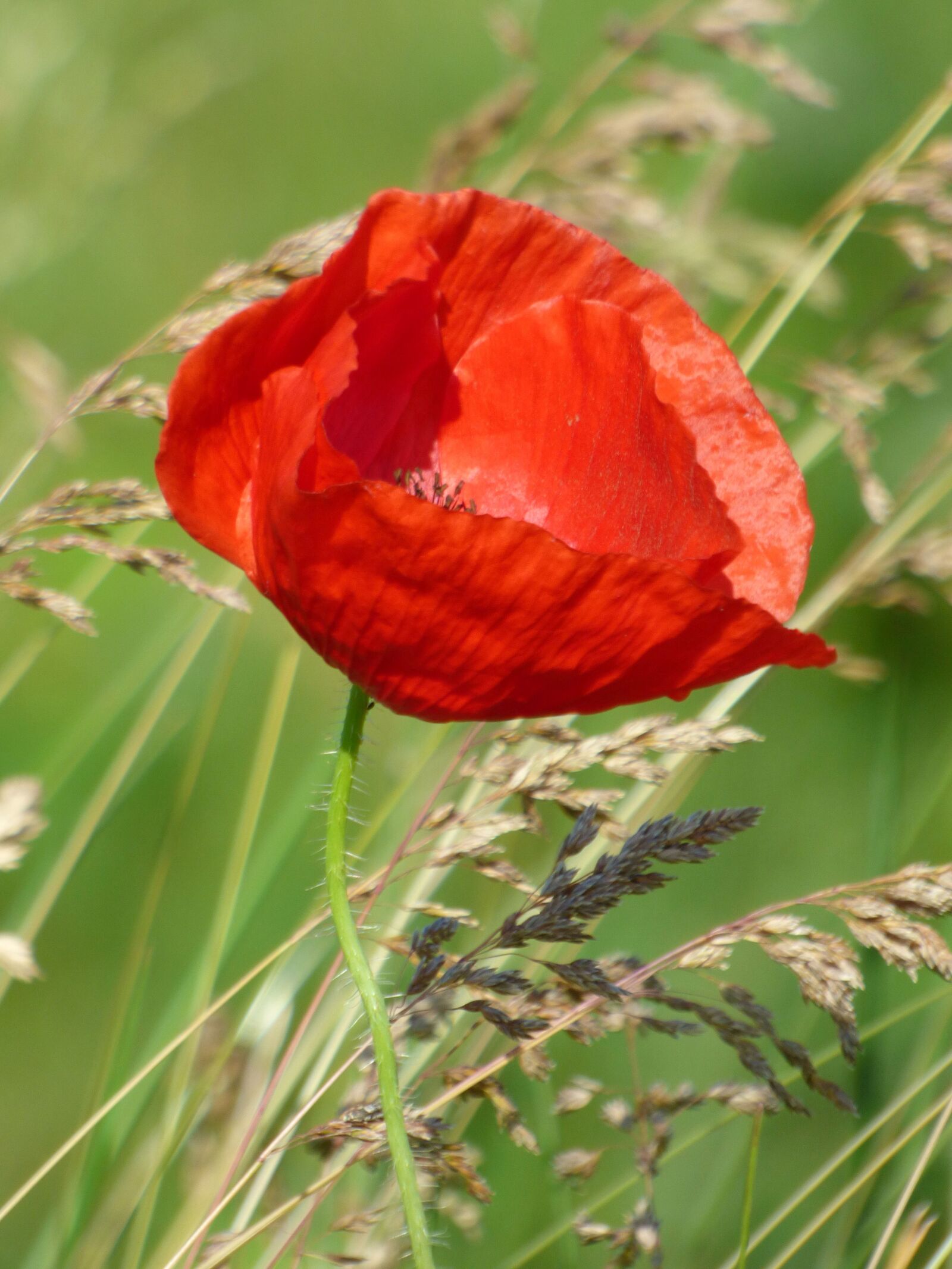 Panasonic DMC-FZ72 sample photo. Poppy, flower, fleuri photography