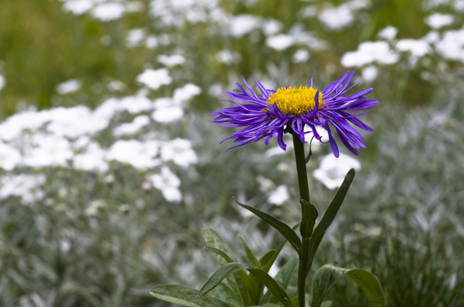 Pentax K-30 sample photo. Spring, violet, aster photography