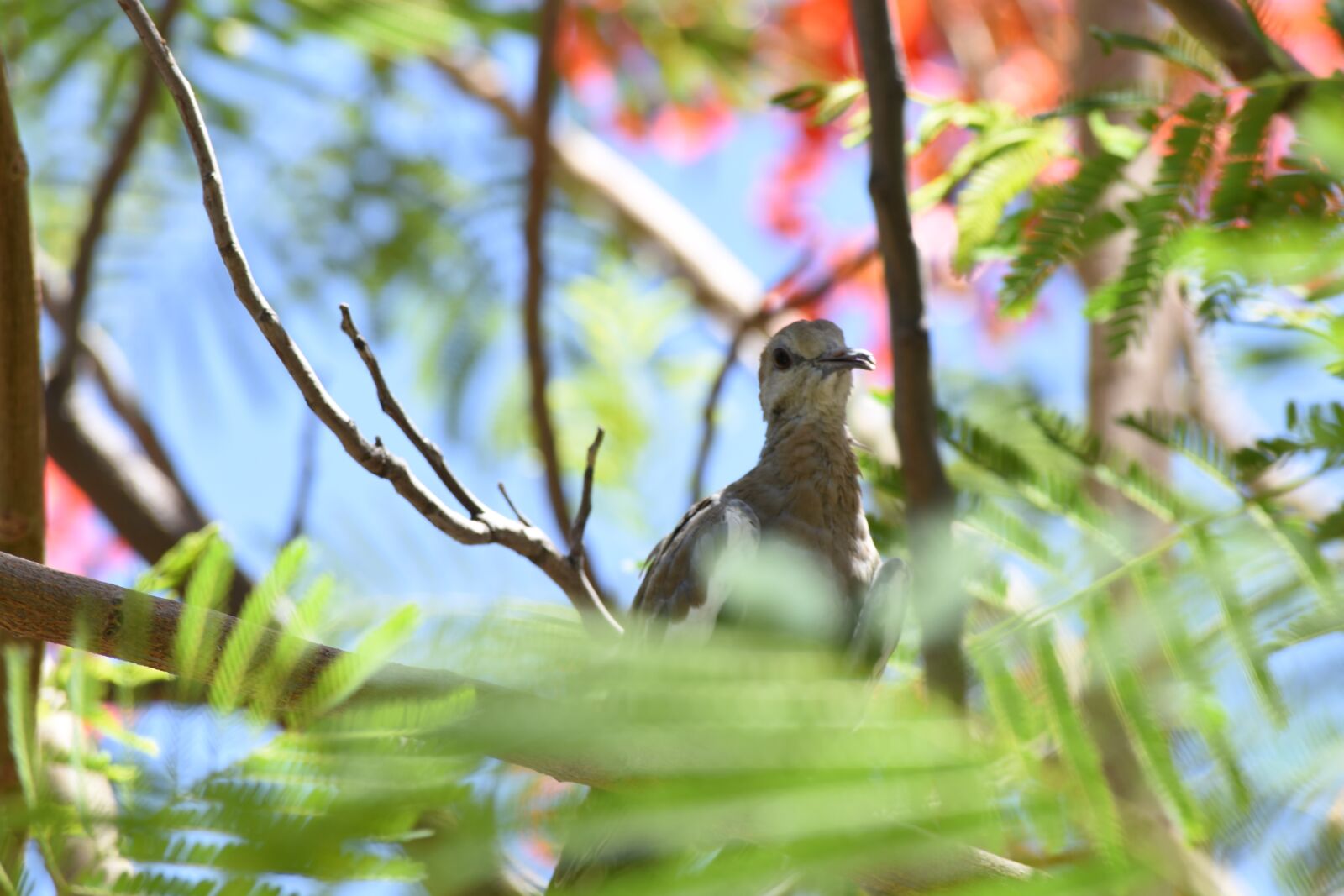 Nikon D3400 sample photo. Bird, tree, nature photography
