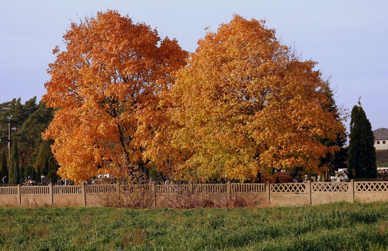 Nikon Coolpix P1000 sample photo. Autumn landscape, trees autumn photography