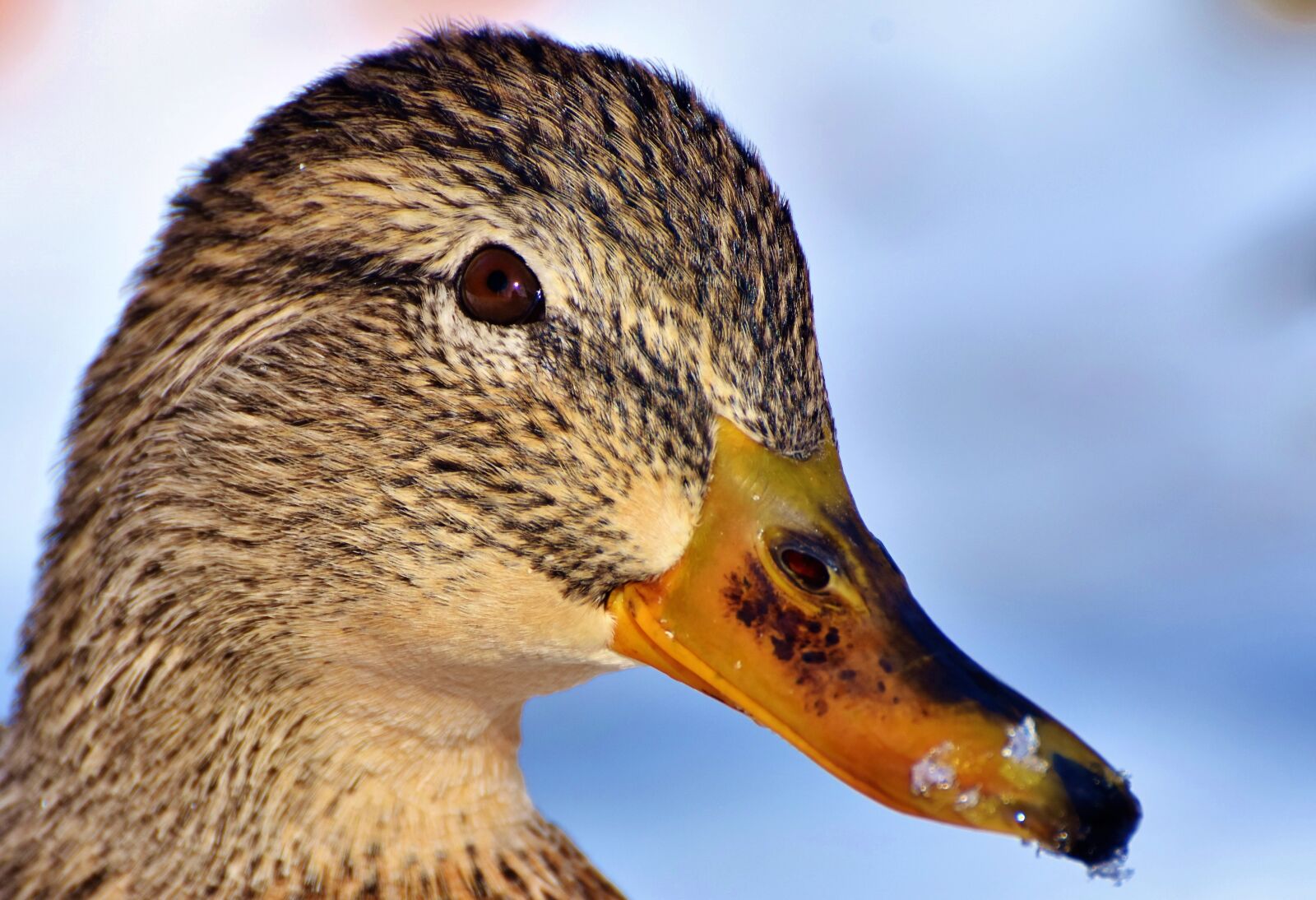Nikon D7200 sample photo. Duck, water bird, mallard photography