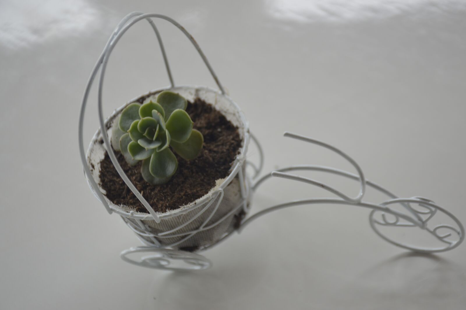 Nikon D3200 sample photo. Suculenta, regalo, planta photography
