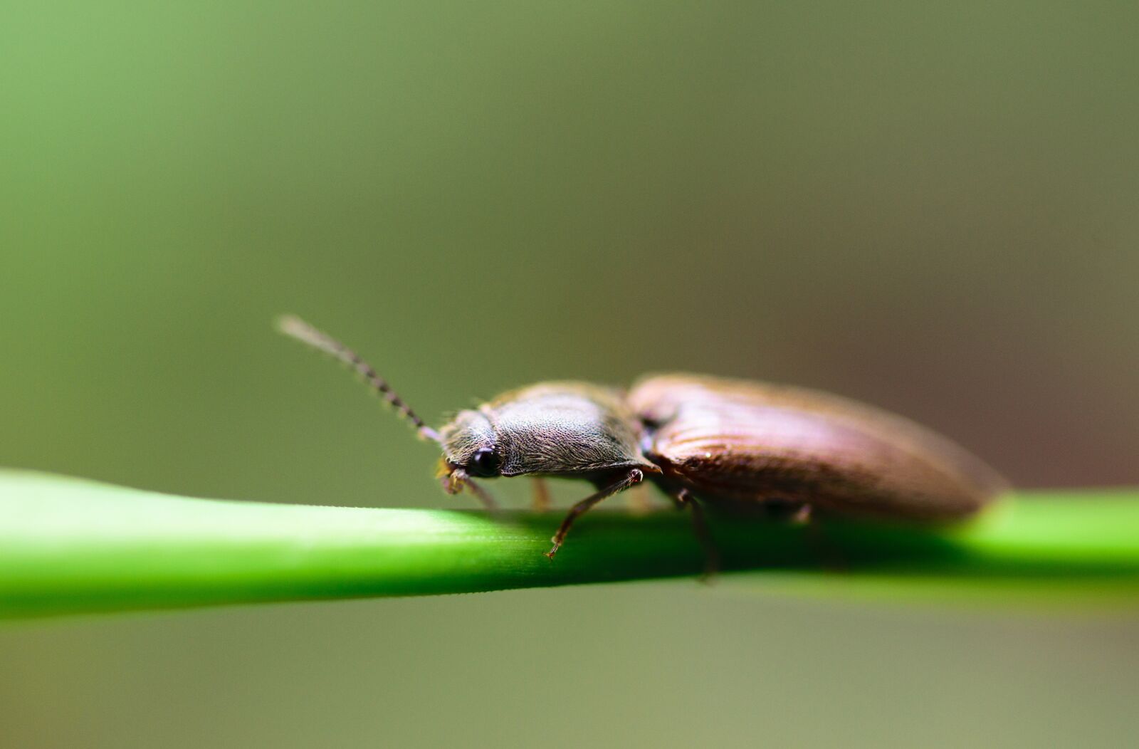 Nikon D5300 sample photo. Animal, arthropod, background photography