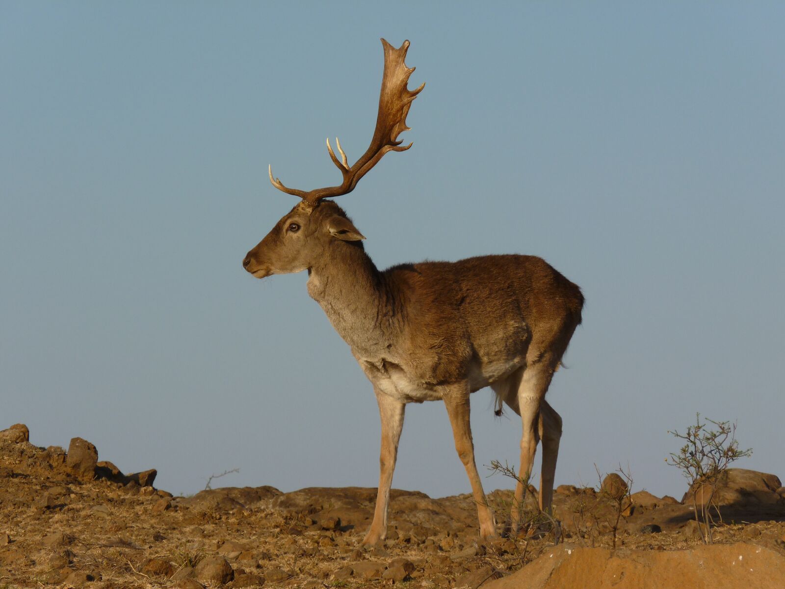 Panasonic Lumix DMC-FZ35 (Lumix DMC-FZ38) sample photo. Fallow deer, hirsch, antelope photography