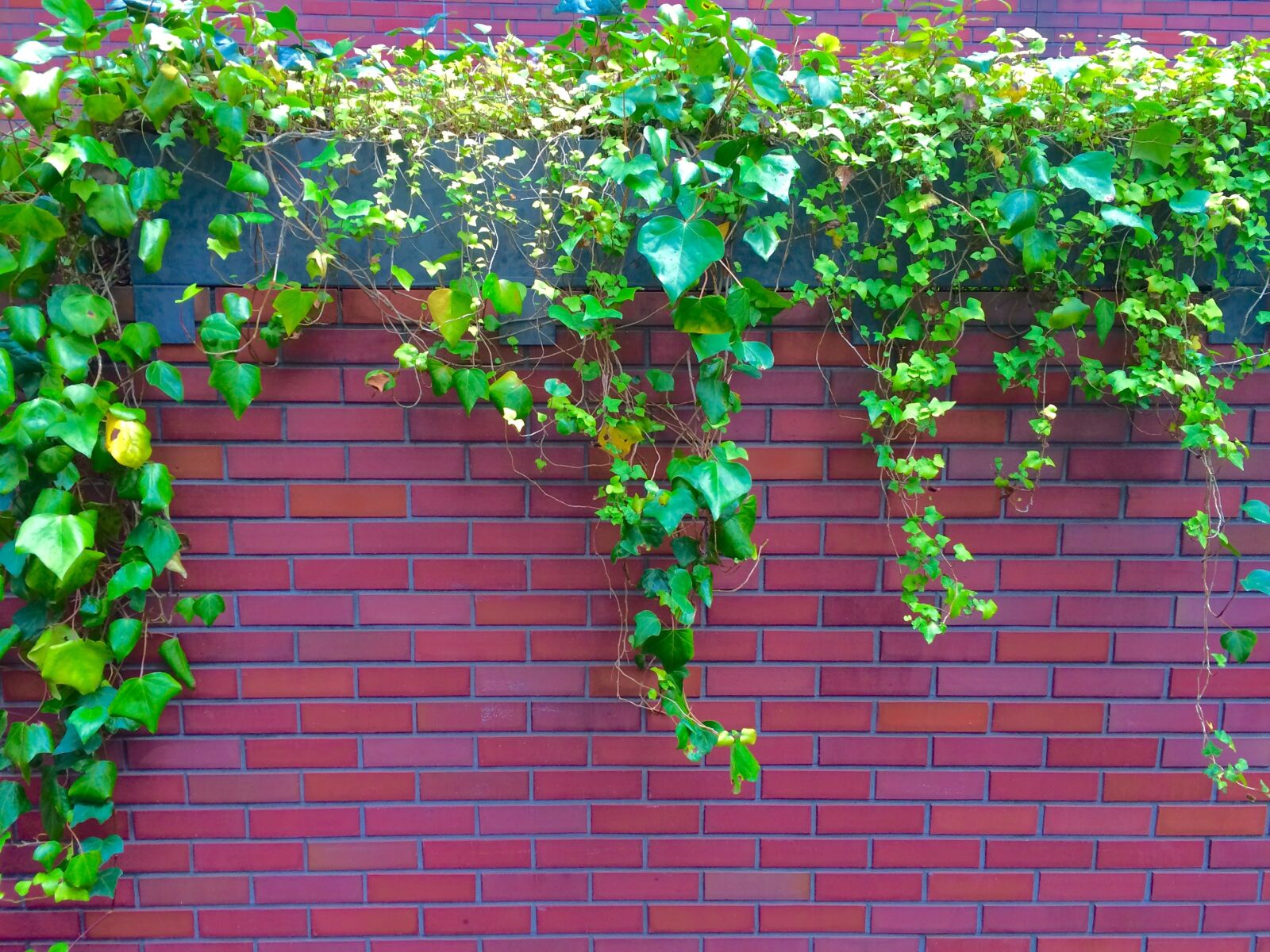 iPhone 5s back camera 4.15mm f/2.2 sample photo. Ivy, the vine, fence photography