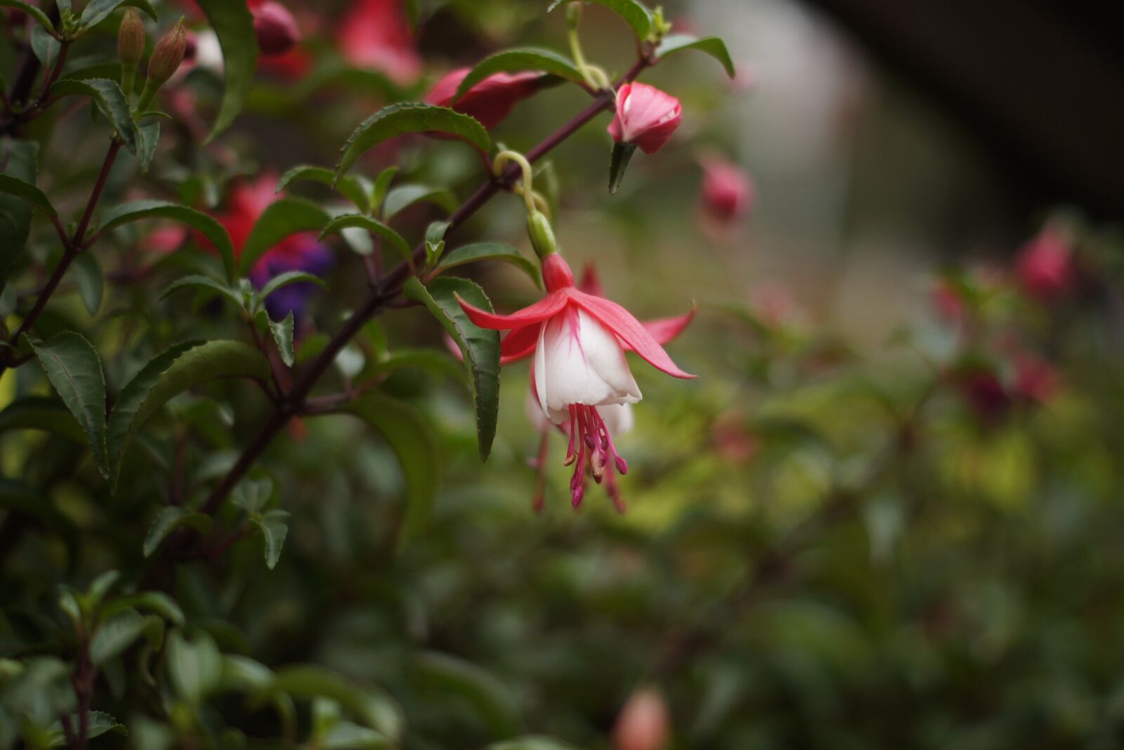 Sony Alpha DSLR-A500 sample photo. Fuchsias, flower, hanging plants photography