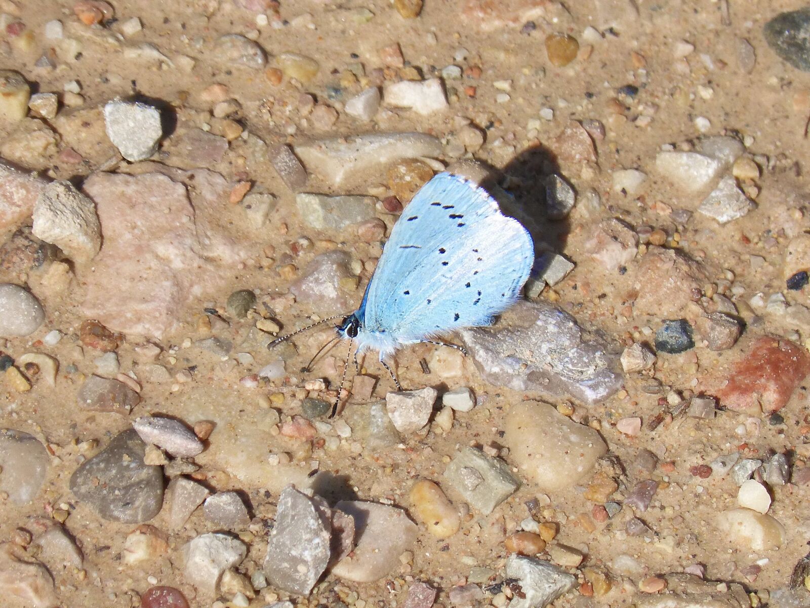 Panasonic DMC-FZ62 sample photo. Blue-winged butterfly, butterfly, mud photography
