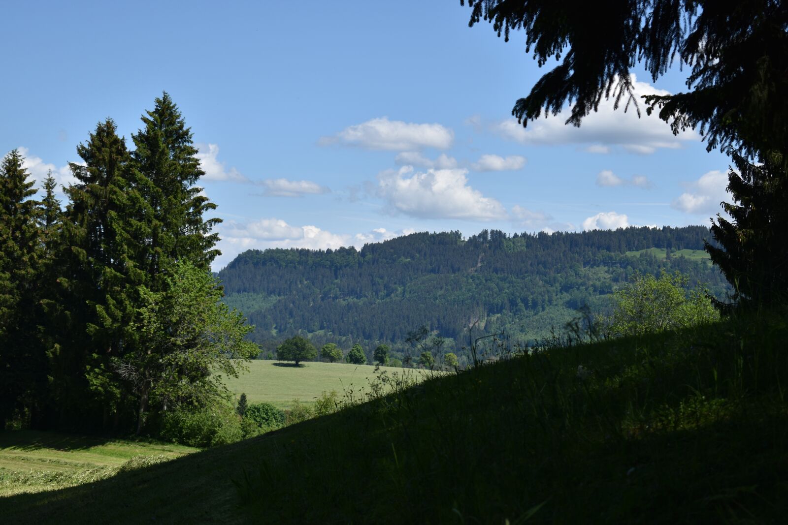 Nikon D3500 sample photo. Nature, forest, landscape photography