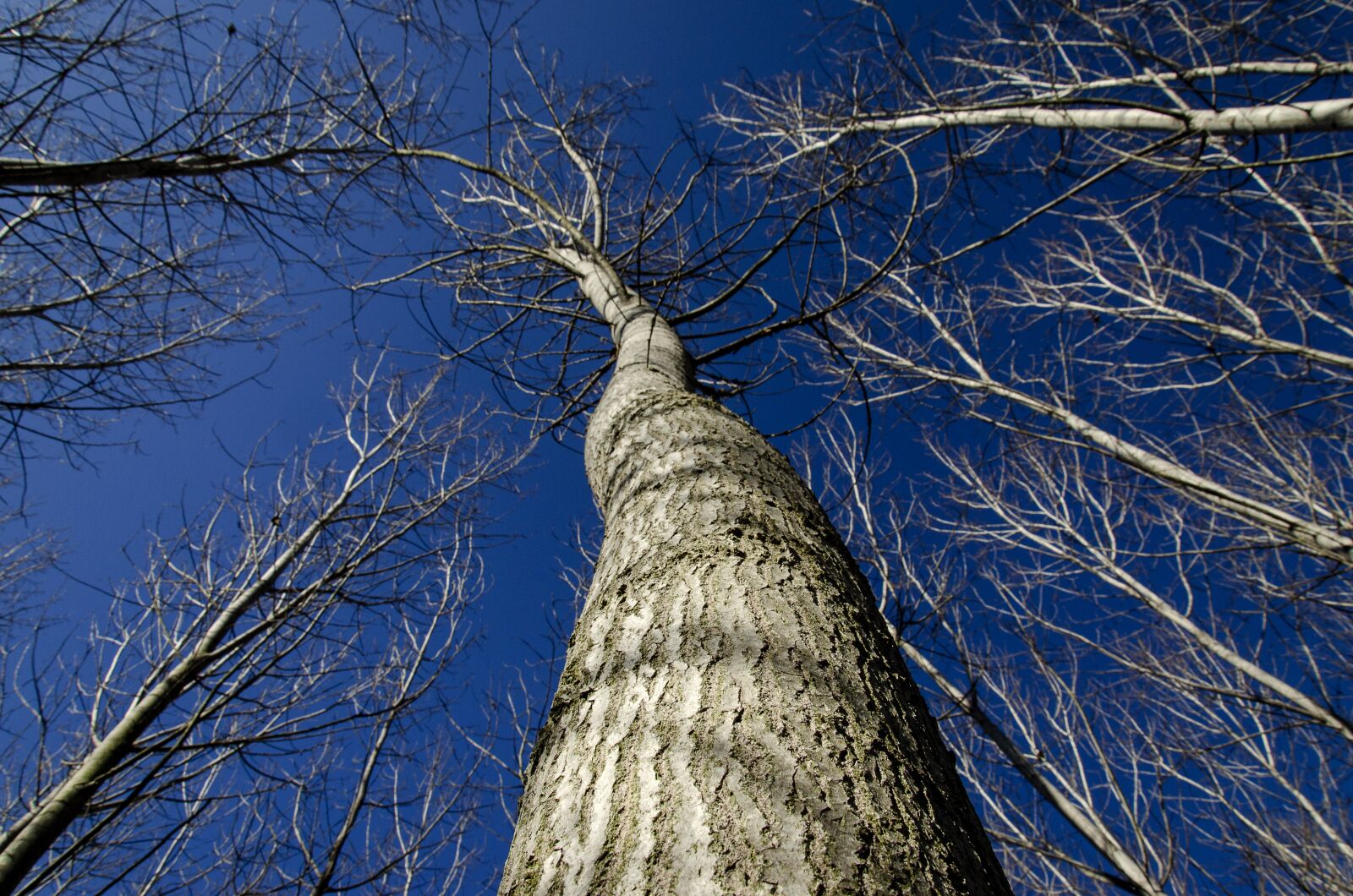 Nikon D5100 sample photo. Trees, without leaves, tree photography