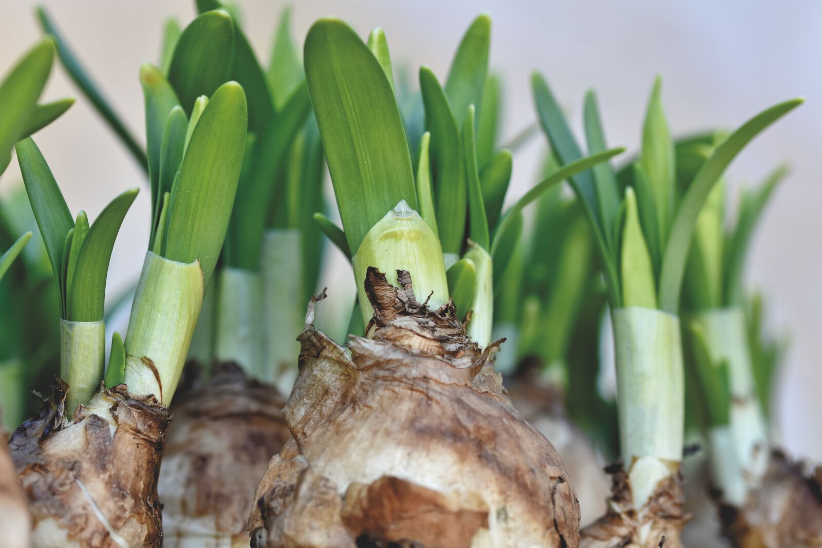 Nikon D7200 sample photo. Narcissus, narcissus bulb, spring photography