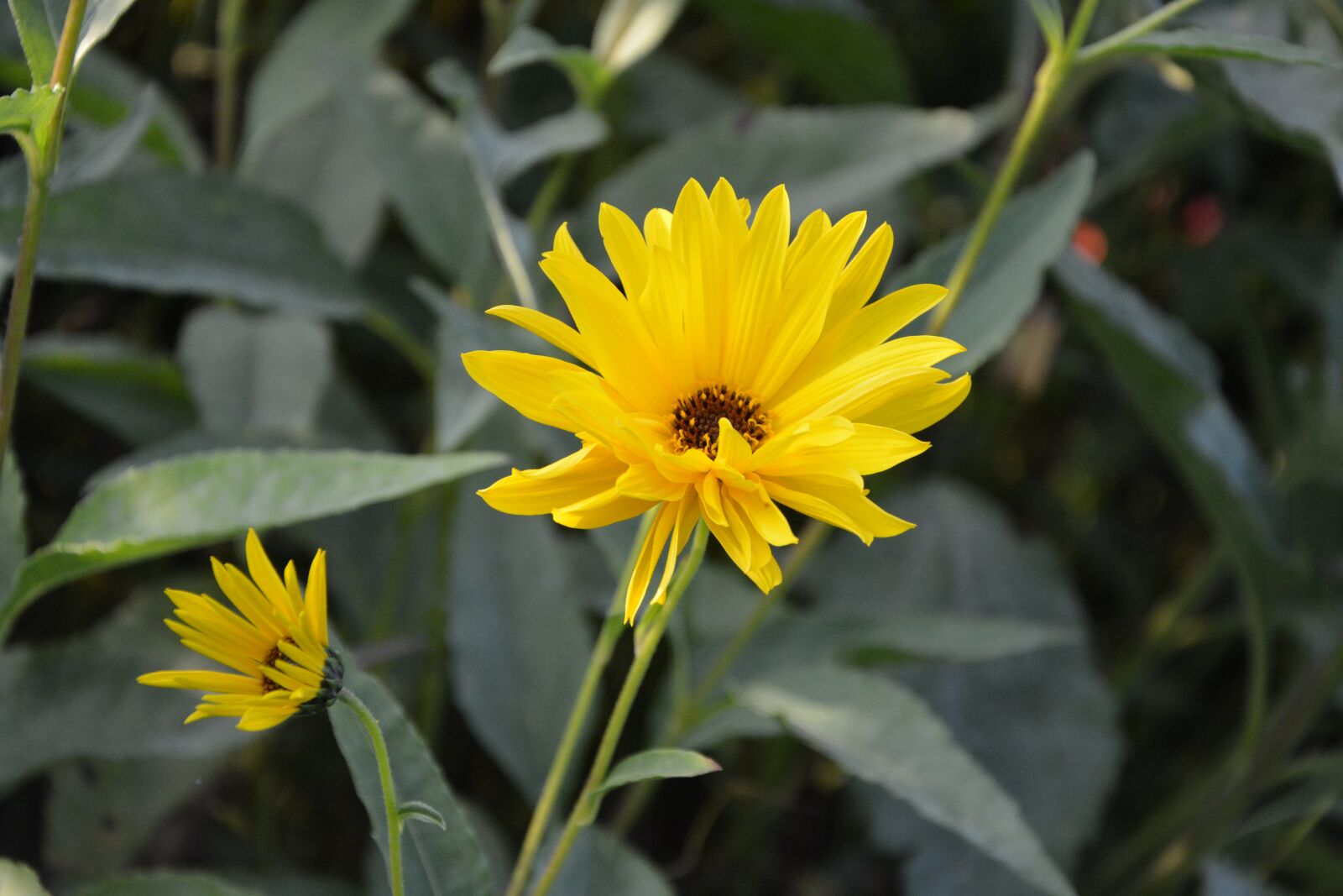 Nikon D5200 sample photo. Yellow flowers button flower photography
