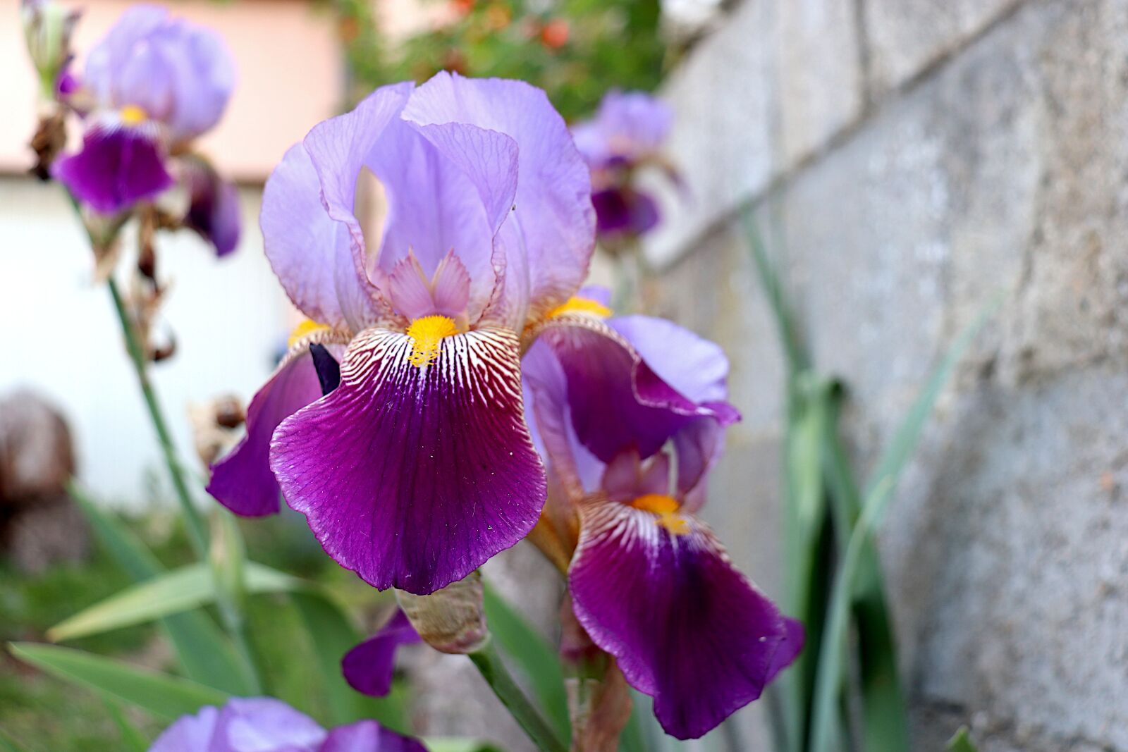 Canon EOS 800D (EOS Rebel T7i / EOS Kiss X9i) sample photo. Iris, flowers, plants photography