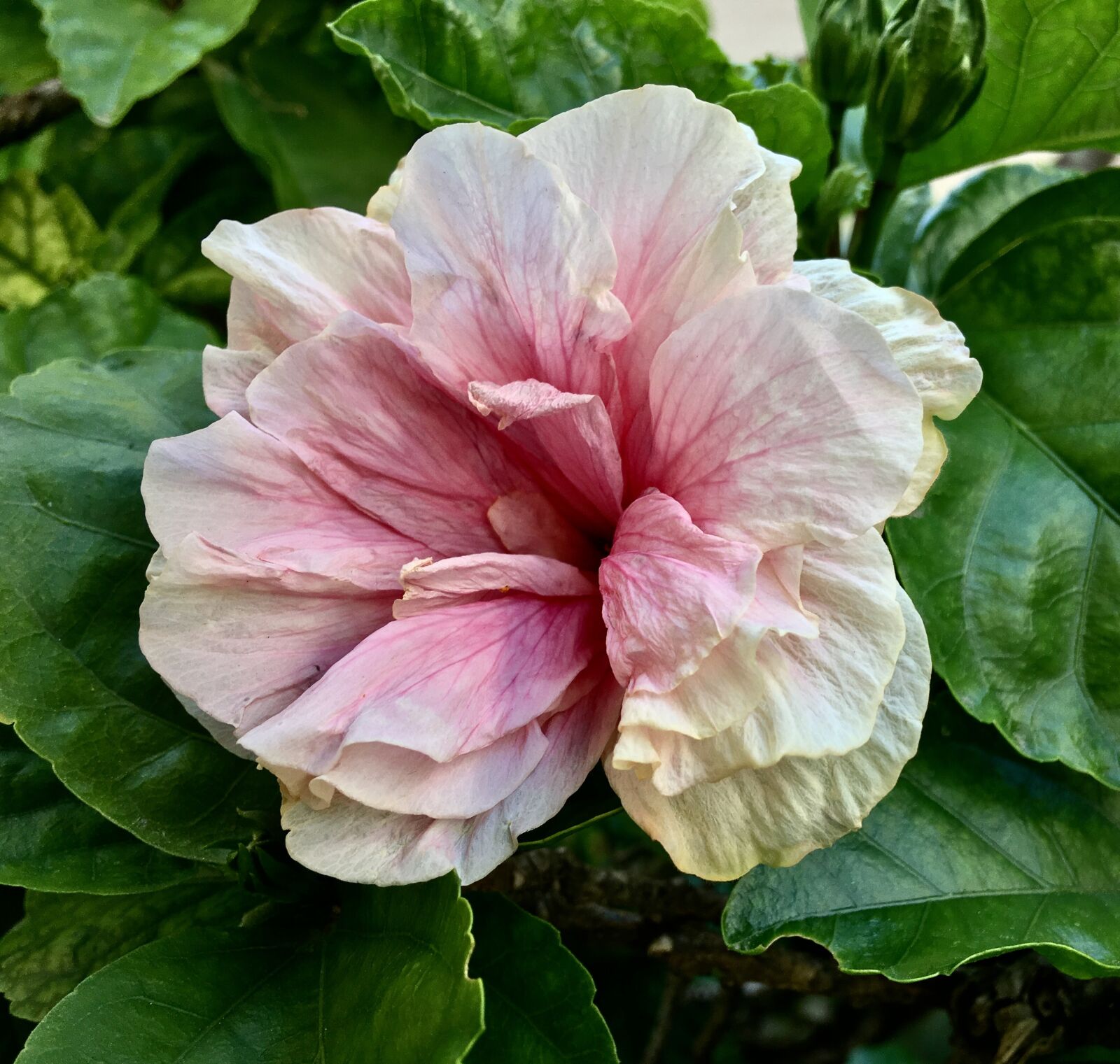 Apple iPhone 6s Plus sample photo. Ibisco pink, pink flower photography