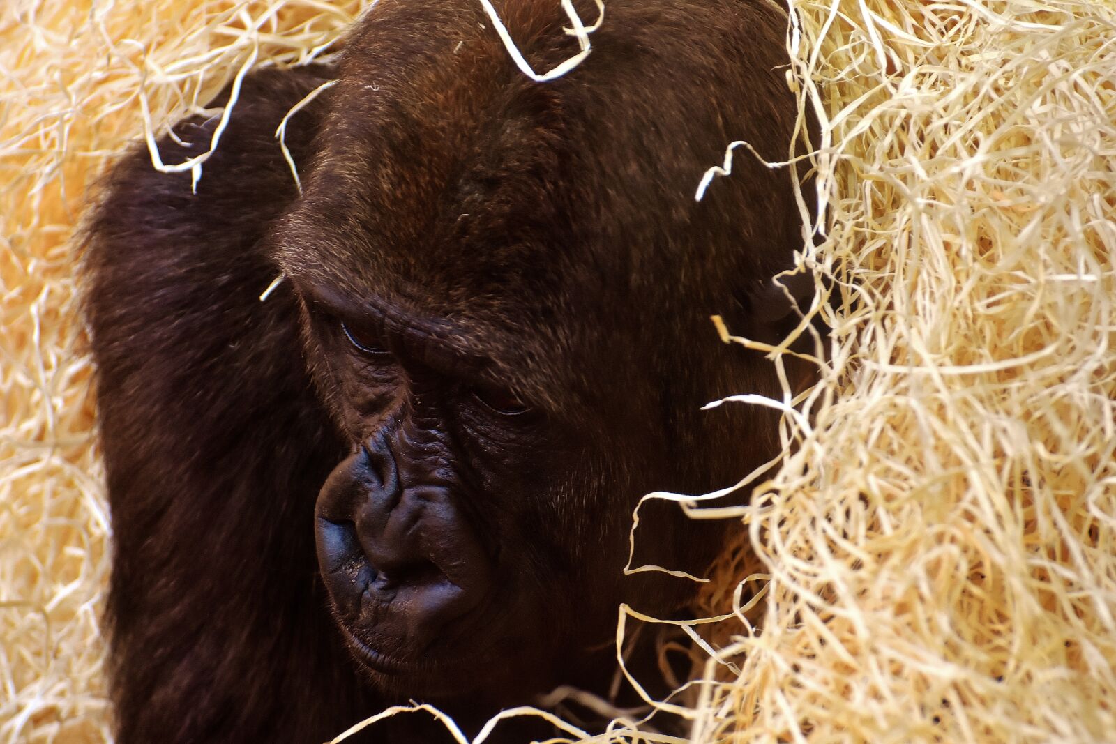 Nikon D7200 sample photo. Gorilla, monkey, animal photography